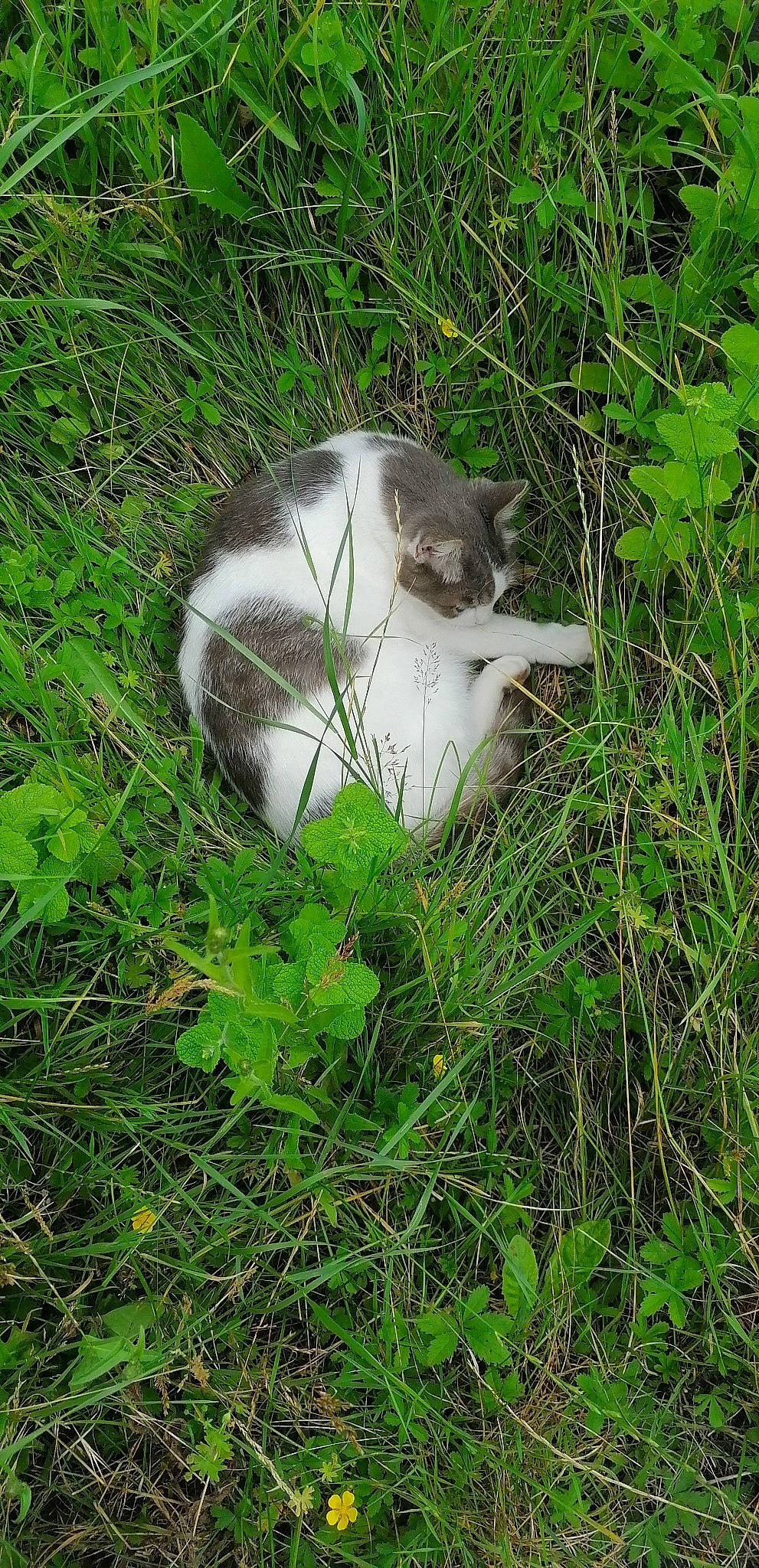 Kawette participe au concours pour gagner de l'argent avec cette photo : canidae, carnivore, cat, dog_breed, felidae, fur, grass, grassland, groundcover, plant, plant_community, small_to_medium_sized_cats, snout, sporting_group, tail, terrestrial_animal, whiskers, wildlife