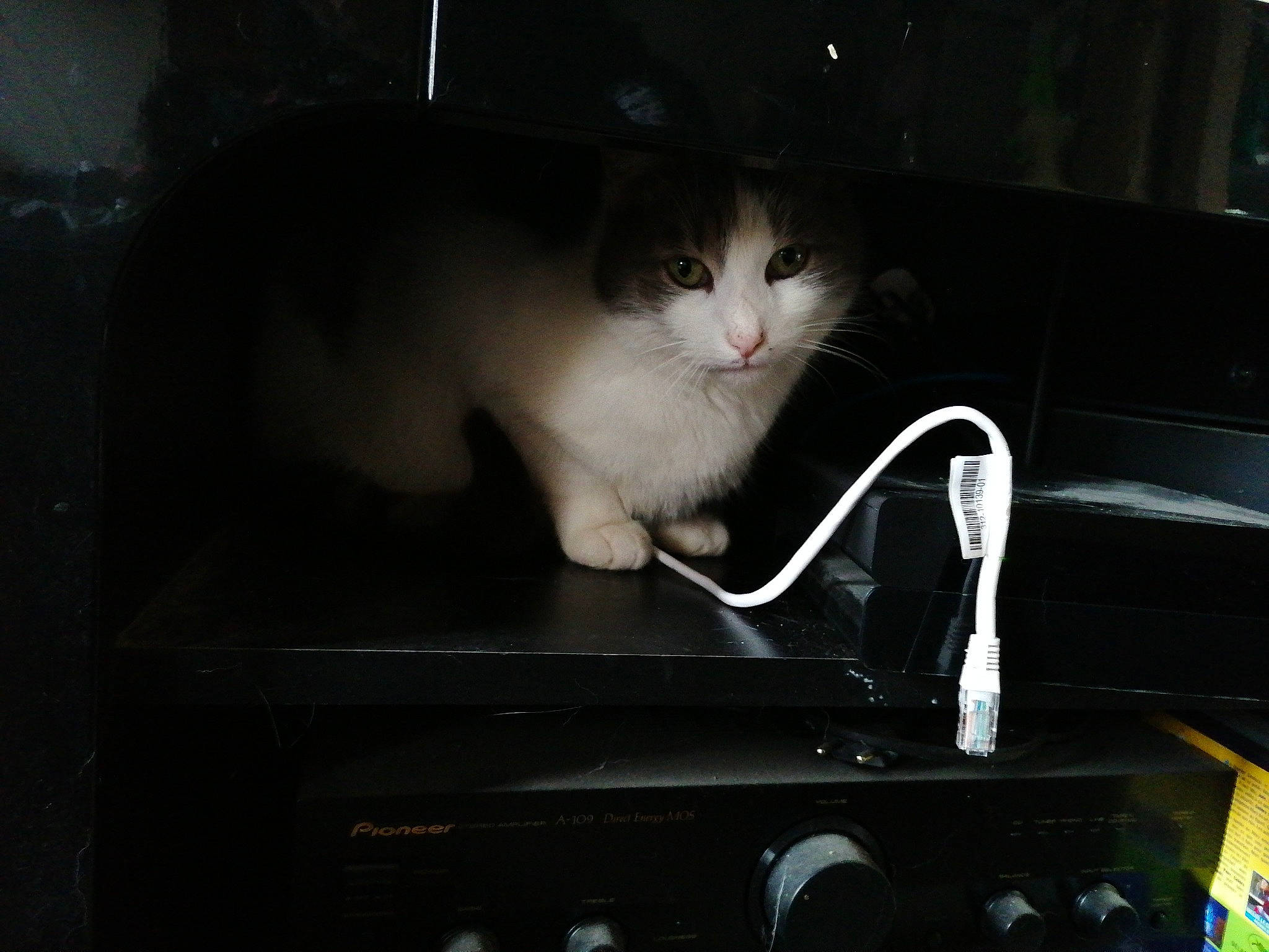 Kawette participe au concours pour gagner de l'argent avec cette photo : carnivore, cat, darkness, domestic_short_haired_cat, eye, felidae, kitten, small_to_medium_sized_cats, technology, whiskers, window