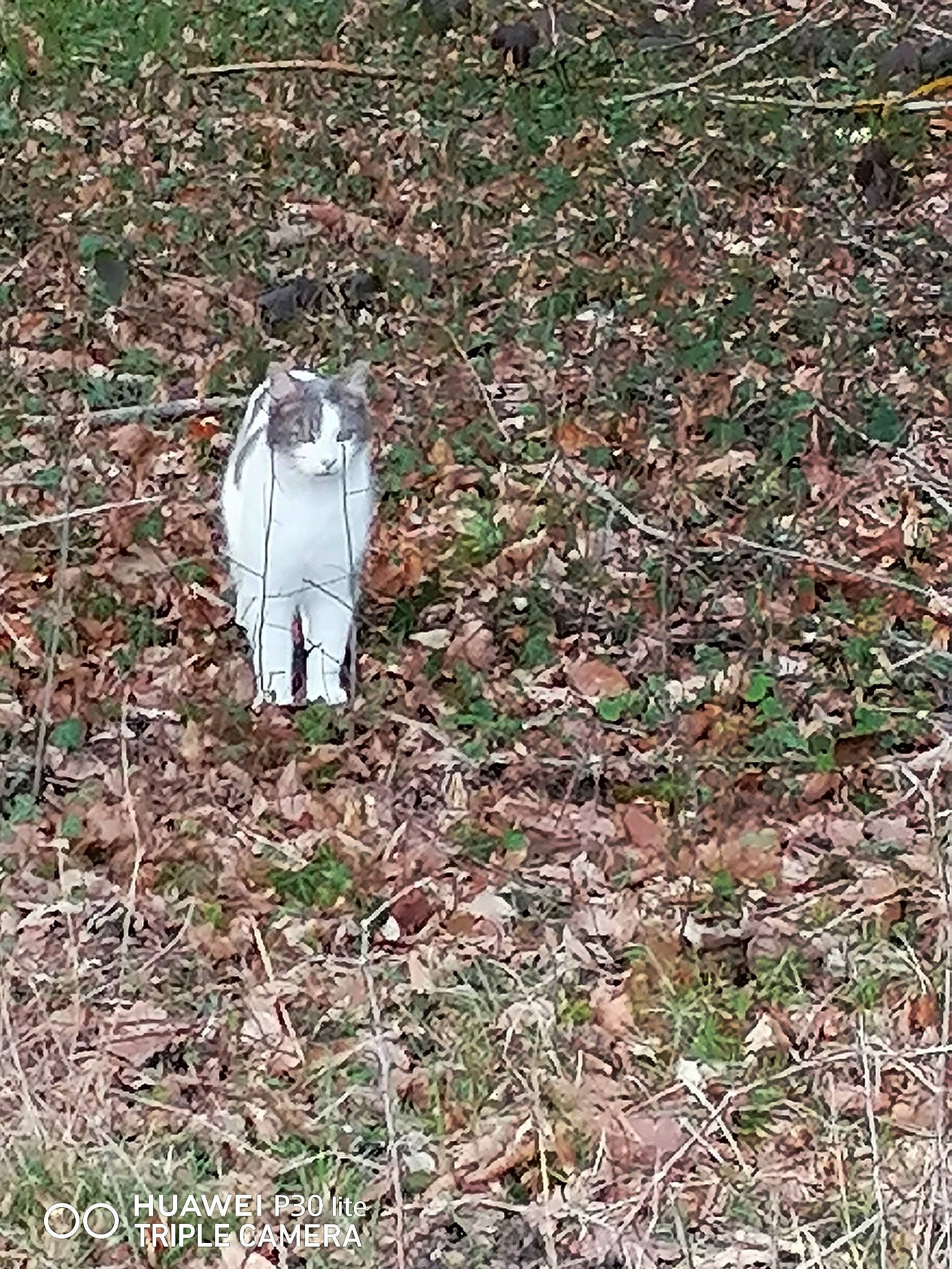 Kawette participe au concours pour gagner de l'argent avec cette photo : grass, grass_family, pasture, plant, soil