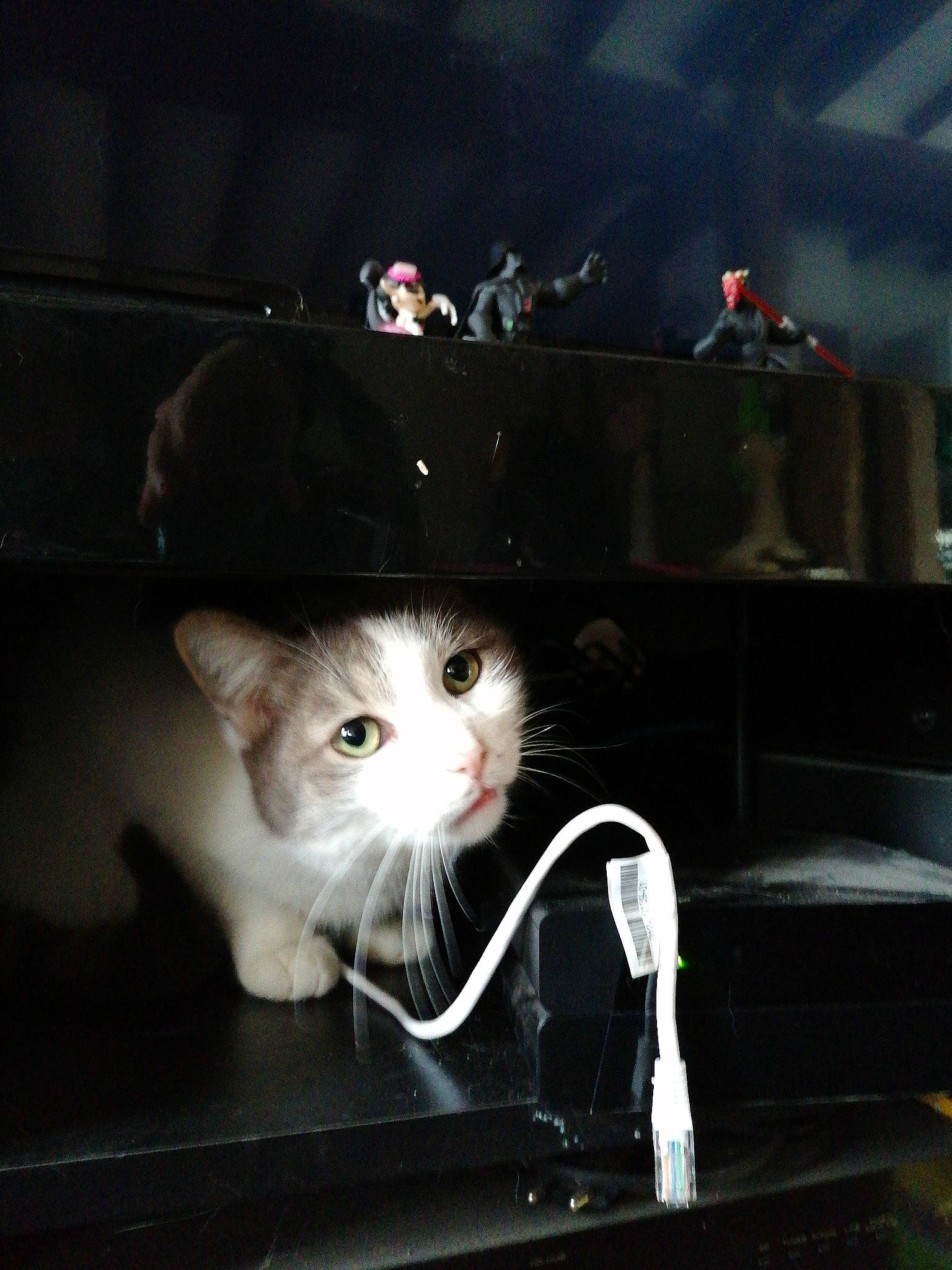 Kawette a rejoint le concours — aidez-le/la à gagner de superbes lots ! black_cat, carnivore, cat, darkness, ear, eye, felidae, fur, kitten, night, photography, small_to_medium_sized_cats, snout, whiskers, window