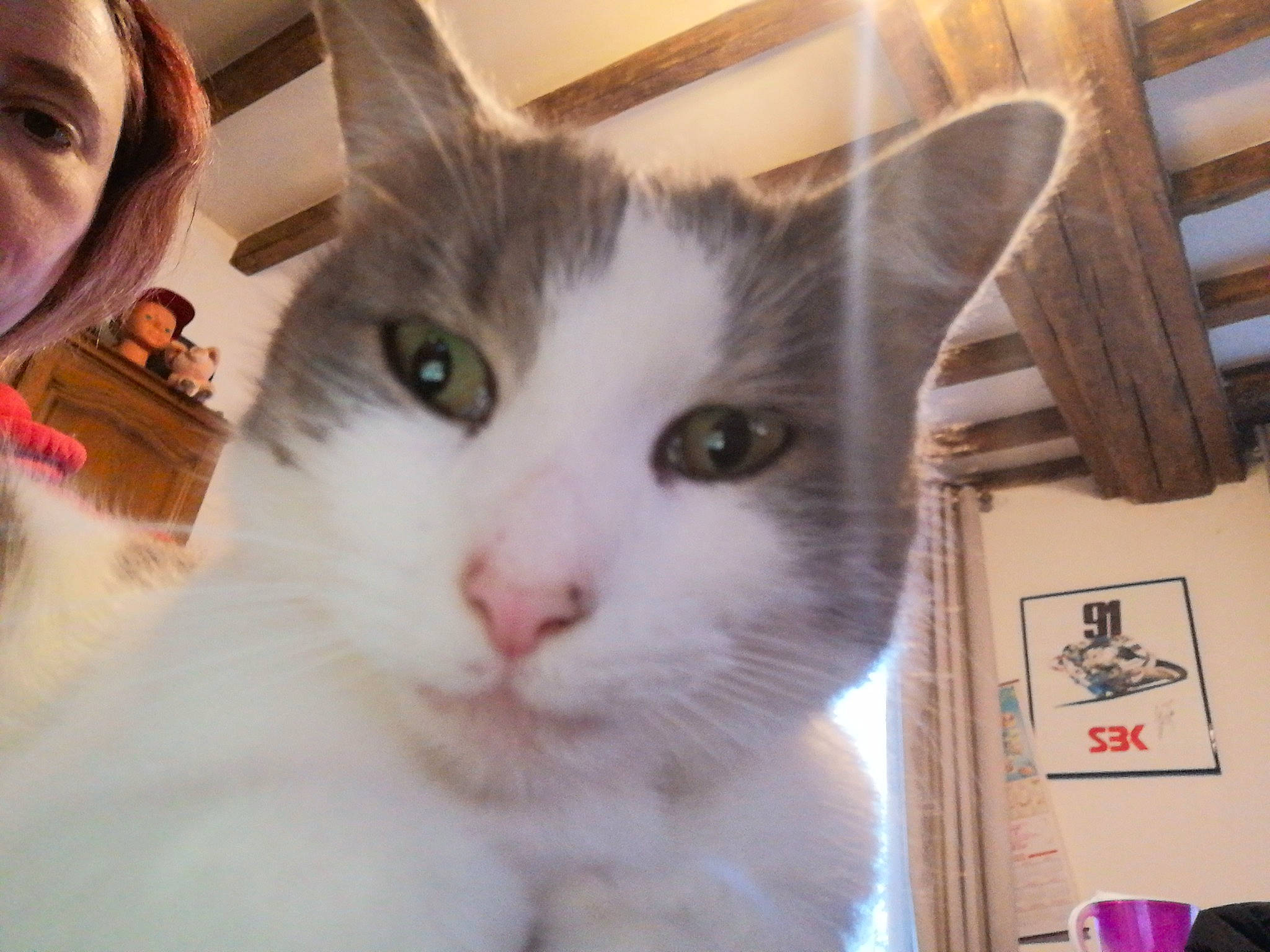 Kawette a rejoint le concours — aidez-le/la à gagner de superbes lots ! box, carnivore, cat, domestic_short_haired_cat, ear, eye, felidae, fur, iris, paw, small_to_medium_sized_cats, snout, whiskers, window