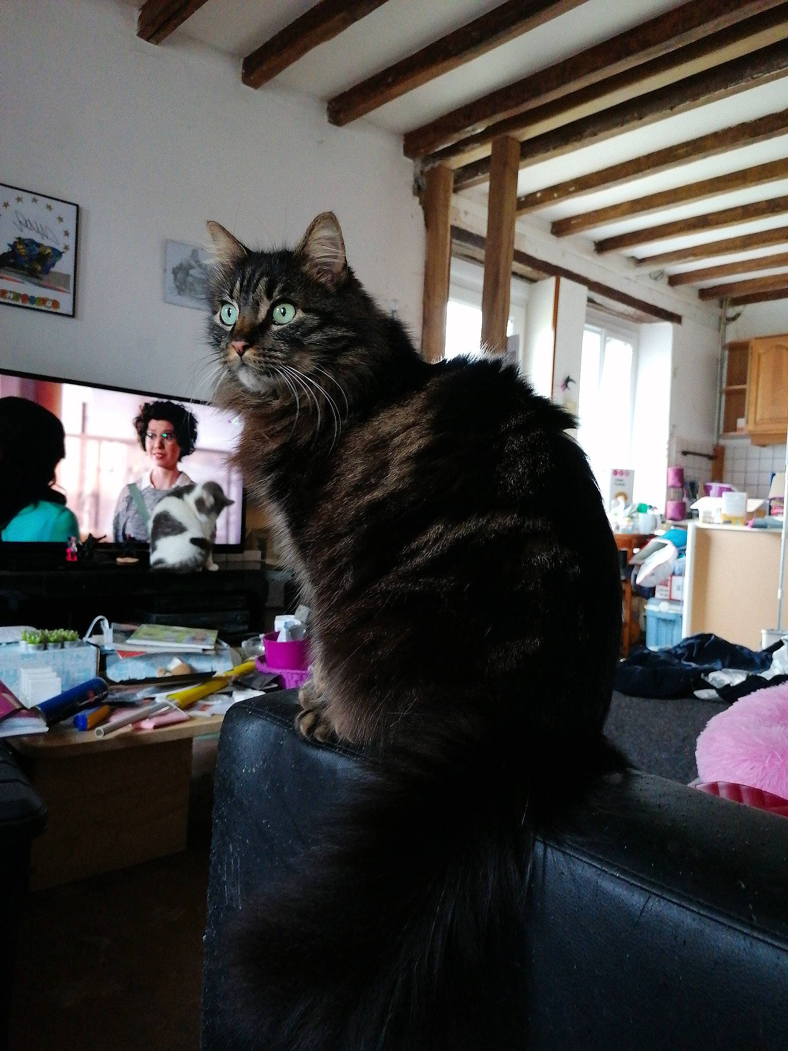 Wolvi a rejoint le concours — aidez-le/la à gagner de superbes lots ! american_shorthair, asian, black_hair, carnivore, cat, domestic_short_haired_cat, felidae, fur, hair, hairstyle, long_hair, room, small_to_medium_sized_cats, whiskers