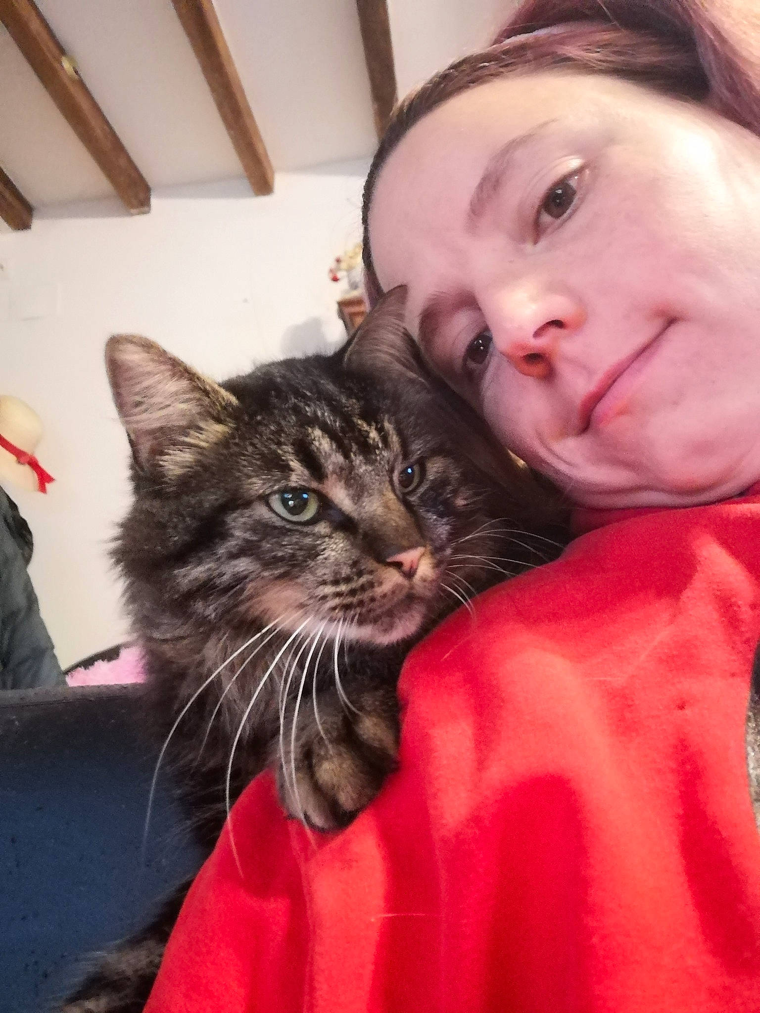 Wolvi participe au concours pour gagner de l'argent avec cette photo : carnivore, cat, claw, comfort, domestic_short_haired_cat, ear, eye, felidae, fur, gesture, happy, hug, iris, lap, nose, shoulder, sitting, small_to_medium_sized_cats, smile, whiskers