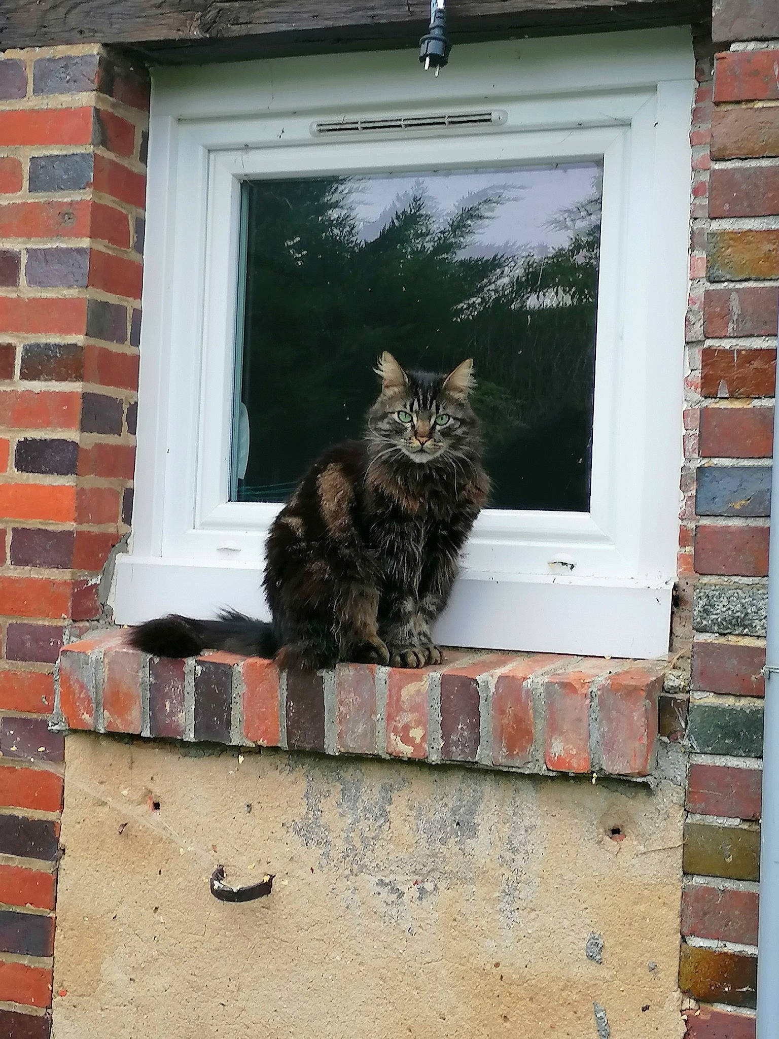 Wolvi participe au concours pour gagner de l'argent avec cette photo : brick, brickwork, carnivore, cat, domestic_short_haired_cat, door, european_shorthair, felidae, fur, home, house, maine_coon, norwegian_forest_cat, polydactyl_cat, small_to_medium_sized_cats, snout, tabby_cat, whiskers, wild_cat, window