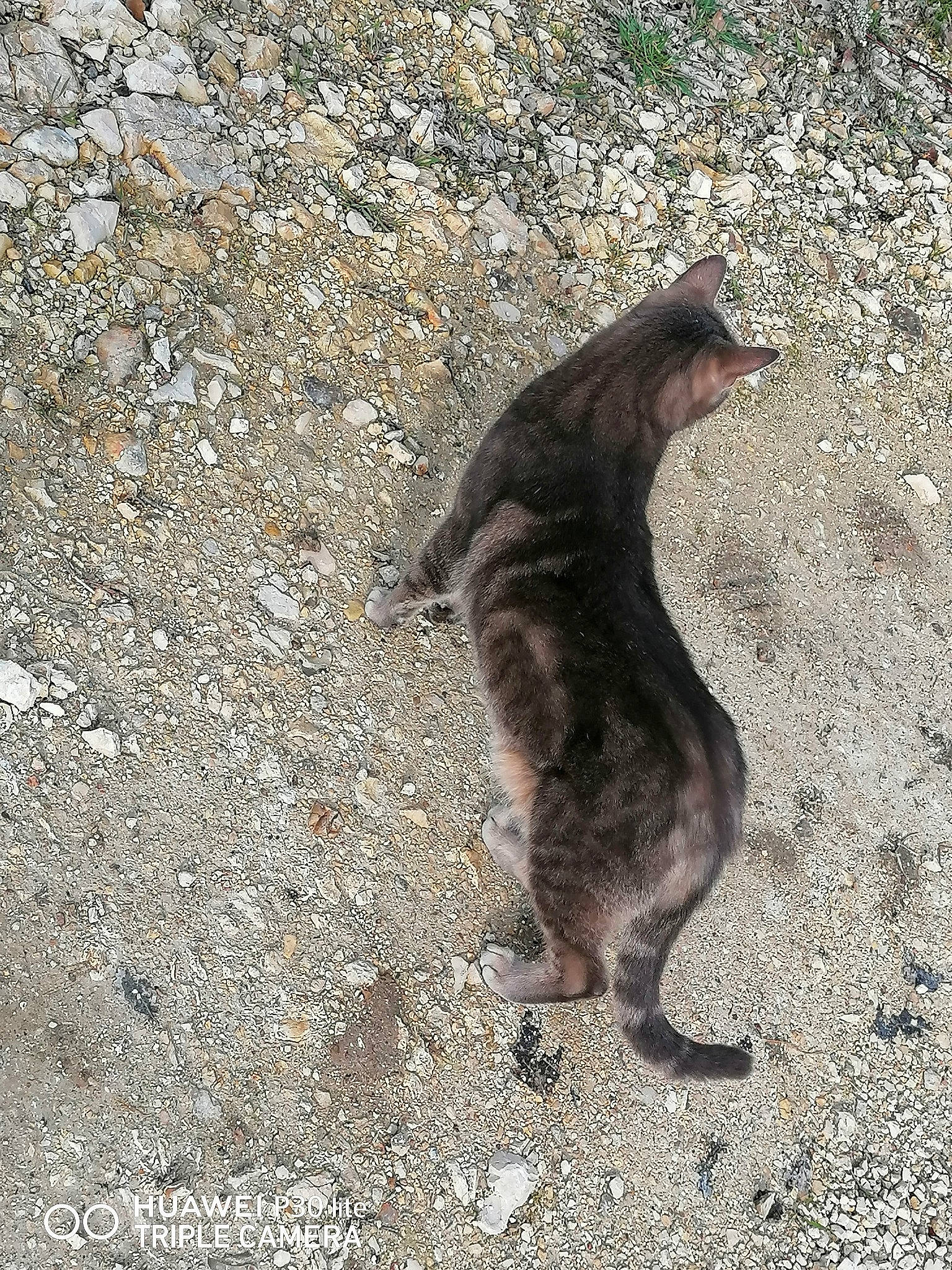 Diablo a rejoint le concours — aidez-le/la à gagner de superbes lots ! carnivore, soil, tail