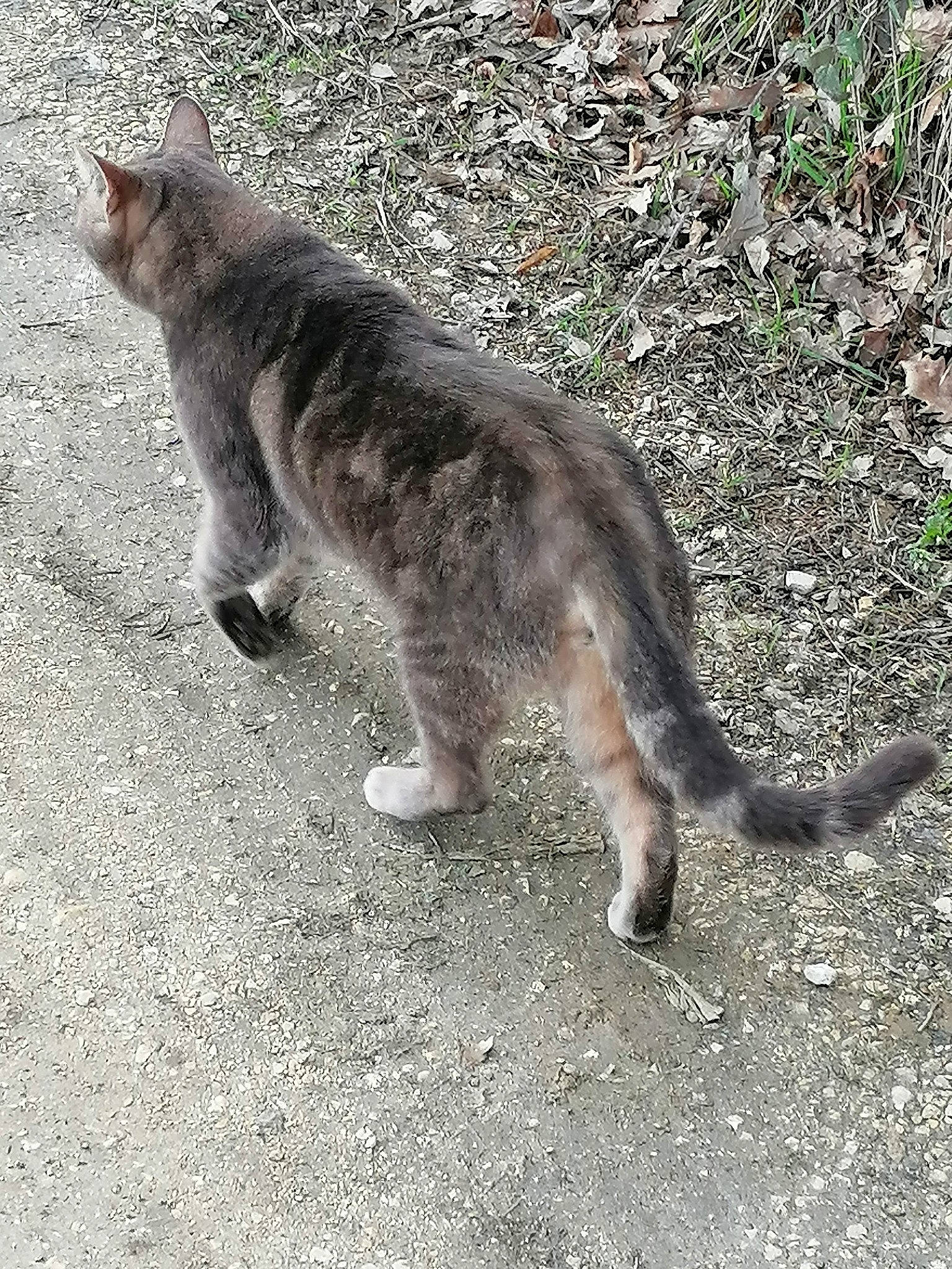 Diablo a rejoint le concours — aidez-le/la à gagner de superbes lots ! carnivore, cat, domestic_short_haired_cat, european_shorthair, felidae, fur, mammal, organism, photography, polydactyl_cat, small_to_medium_sized_cats, tabby_cat, tail, vertebrate, whiskers, wild_cat