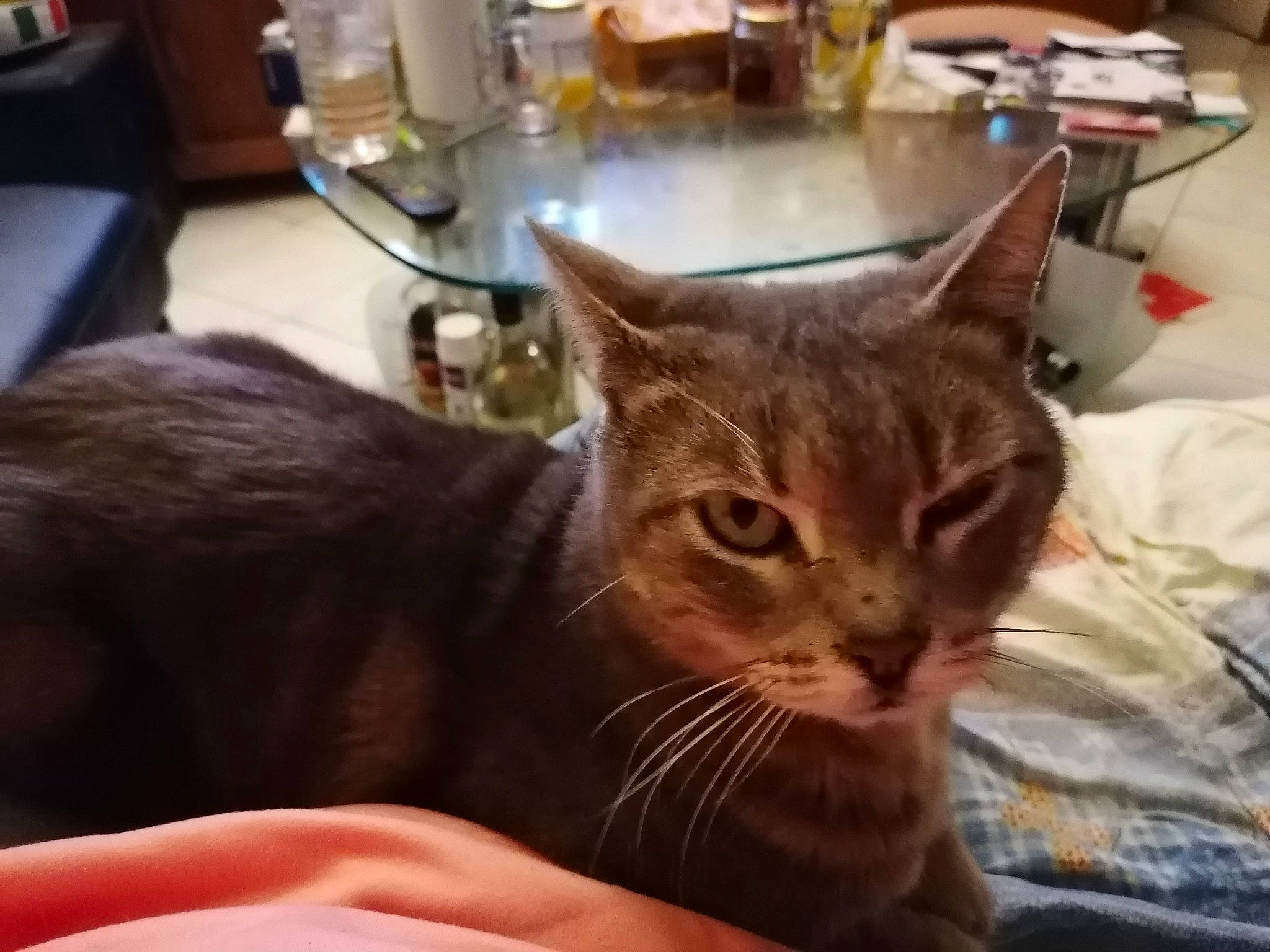 Diablo participe au concours pour gagner de l'argent avec cette photo : abyssinian, aegean_cat, american_shorthair, asian, australian_mist, carnivore, cat, domestic_short_haired_cat, dragon_li, ear, european_shorthair, felidae, german_rex, havana_brown, kitten, mammal, small_to_medium_sized_cats, tabby_cat, vertebrate, whiskers