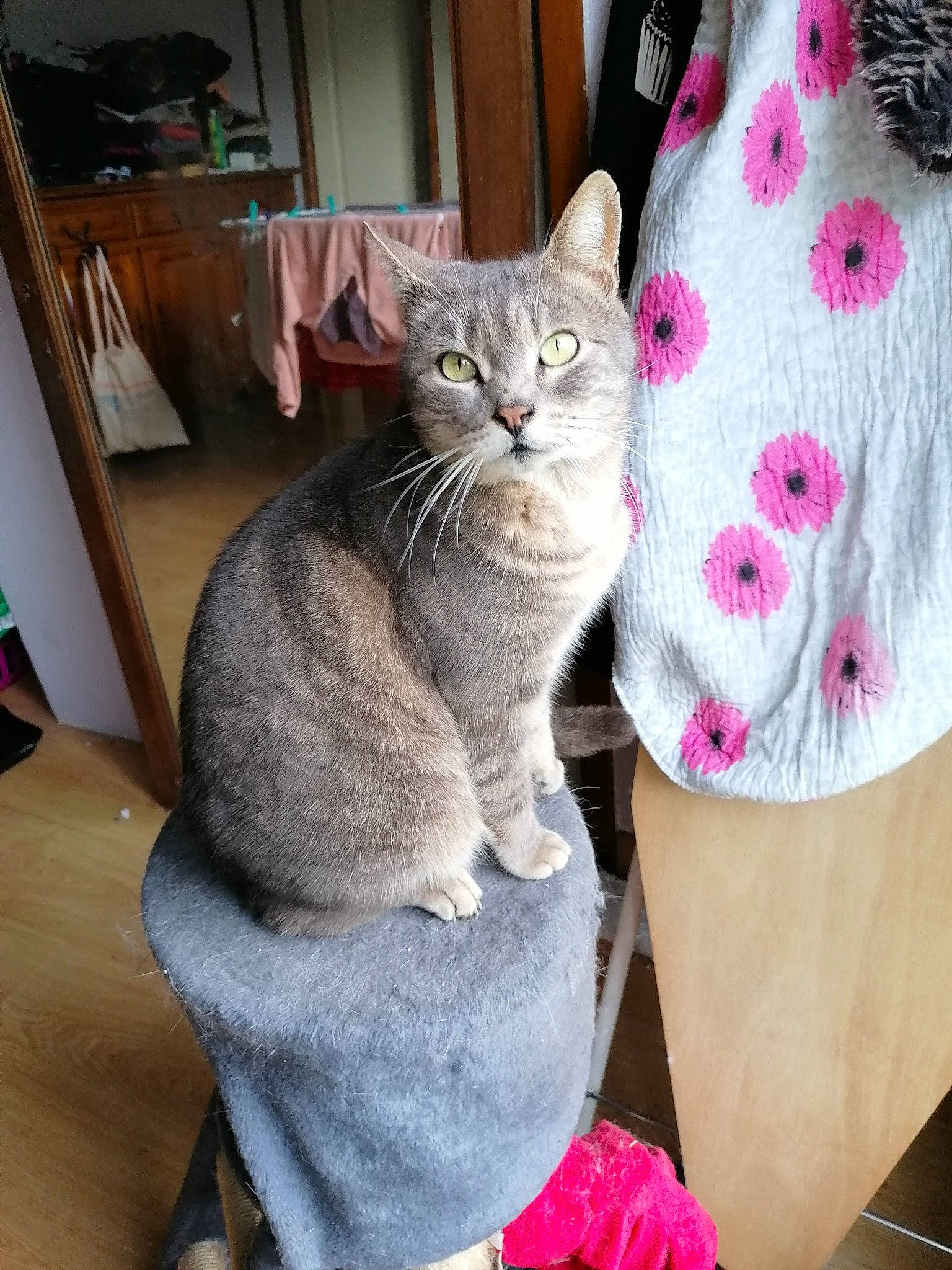 Inox participe au concours pour gagner de l'argent avec cette photo : american_shorthair, asian, australian_mist, british_shorthair, carnivore, cat, chartreux, domestic_short_haired_cat, european_shorthair, felidae, korat, mammal, pink, pixie_bob, russian_blue, small_to_medium_sized_cats, tabby_cat, whiskers