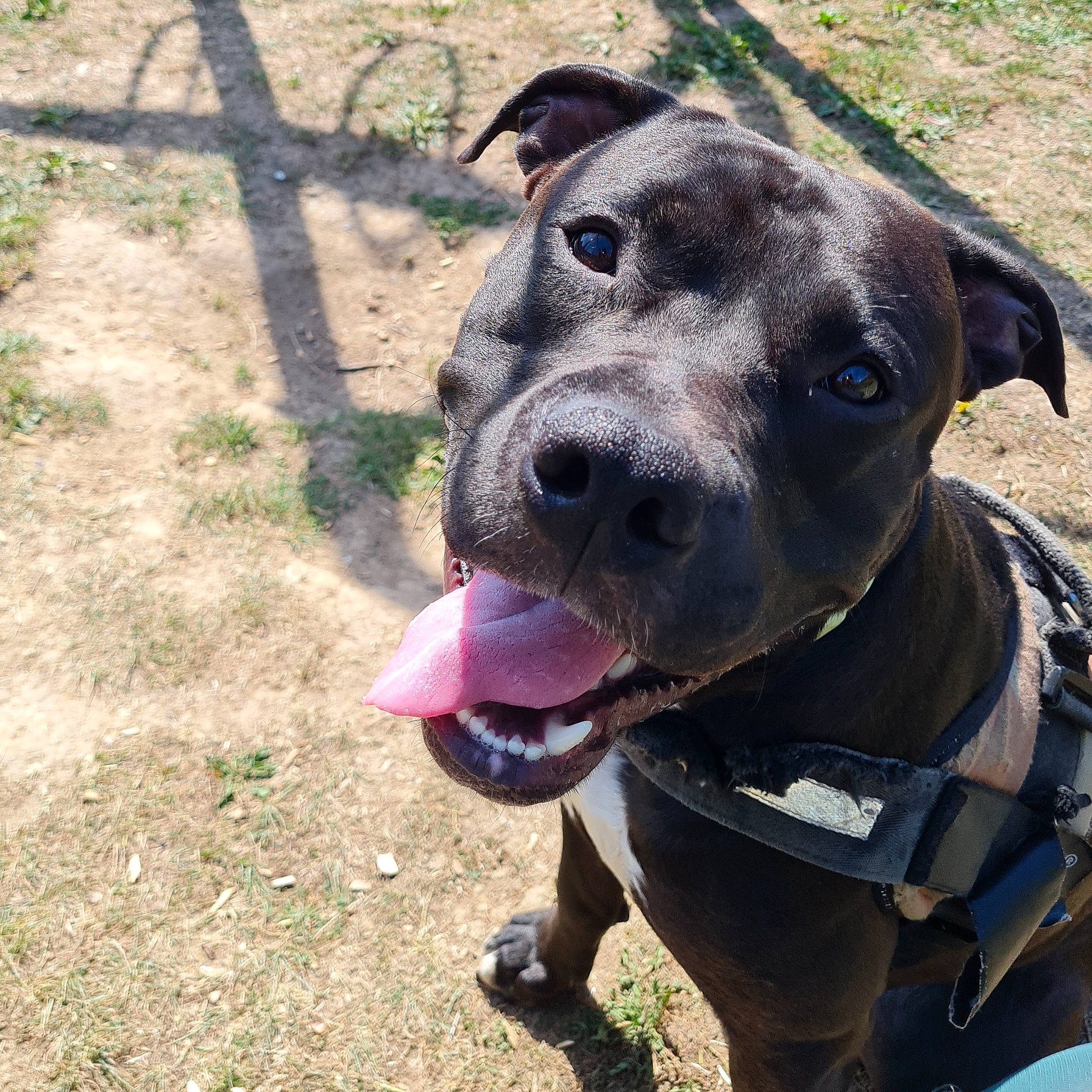 Venom a rejoint le concours — aidez-le/la à gagner de superbes lots ! canidae, carnivore, collar, companion_dog, dog, dog_breed, dog_collar, fashion_accessory, fawn, grass, guard_dog, leash, personal_protective_equipment, pet_supply, snout, soil, sporting_group, whiskers, working_animal, working_dog