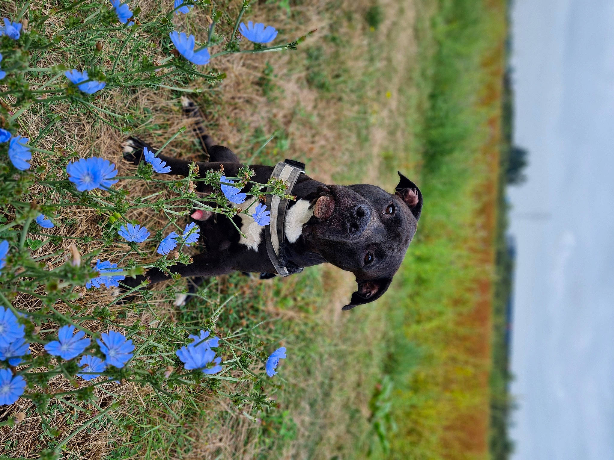 Venom participe au concours pour gagner de l'argent avec cette photo : annual_plant, canidae, carnivore, companion_dog, dog, dog_breed, electric_blue, fawn, flower, flowering_plant, grass, groundcover, guard_dog, plant, shrub, sporting_group, tail, tree, wood, working_animal