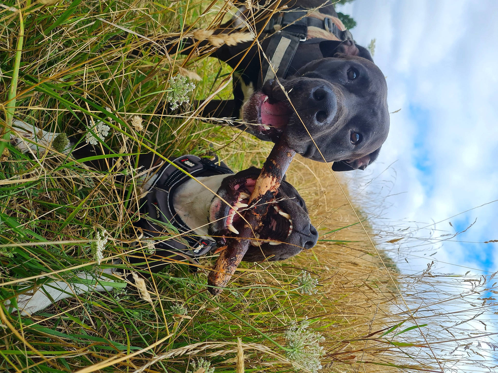 Venom participe au concours pour gagner de l'argent avec cette photo : camouflage, cloud, grass, grass_family, hat, marines, military_camouflage, pattern, people_in_nature, personal_protective_equipment, plant, sky, tree, twig, water
