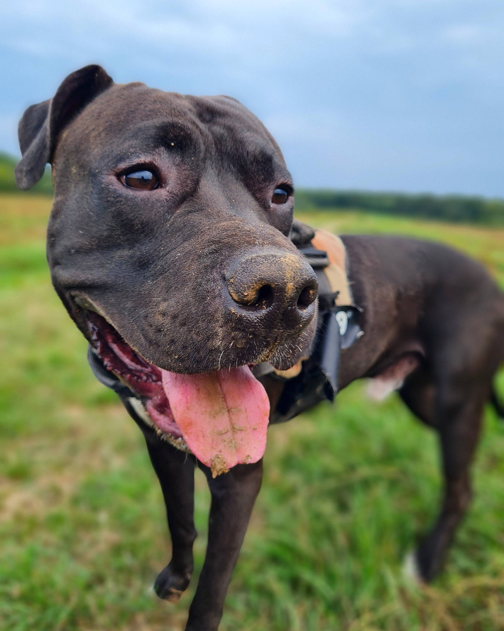 Venom participe au concours pour gagner de l'argent avec cette photo : canidae, carnivore, cloud, collar, companion_dog, dog, dog_breed, dog_collar, dog_supply, fashion_accessory, fawn, grass, grassland, liver, pet_supply, sky, snout, sporting_group, terrestrial_animal, working_animal