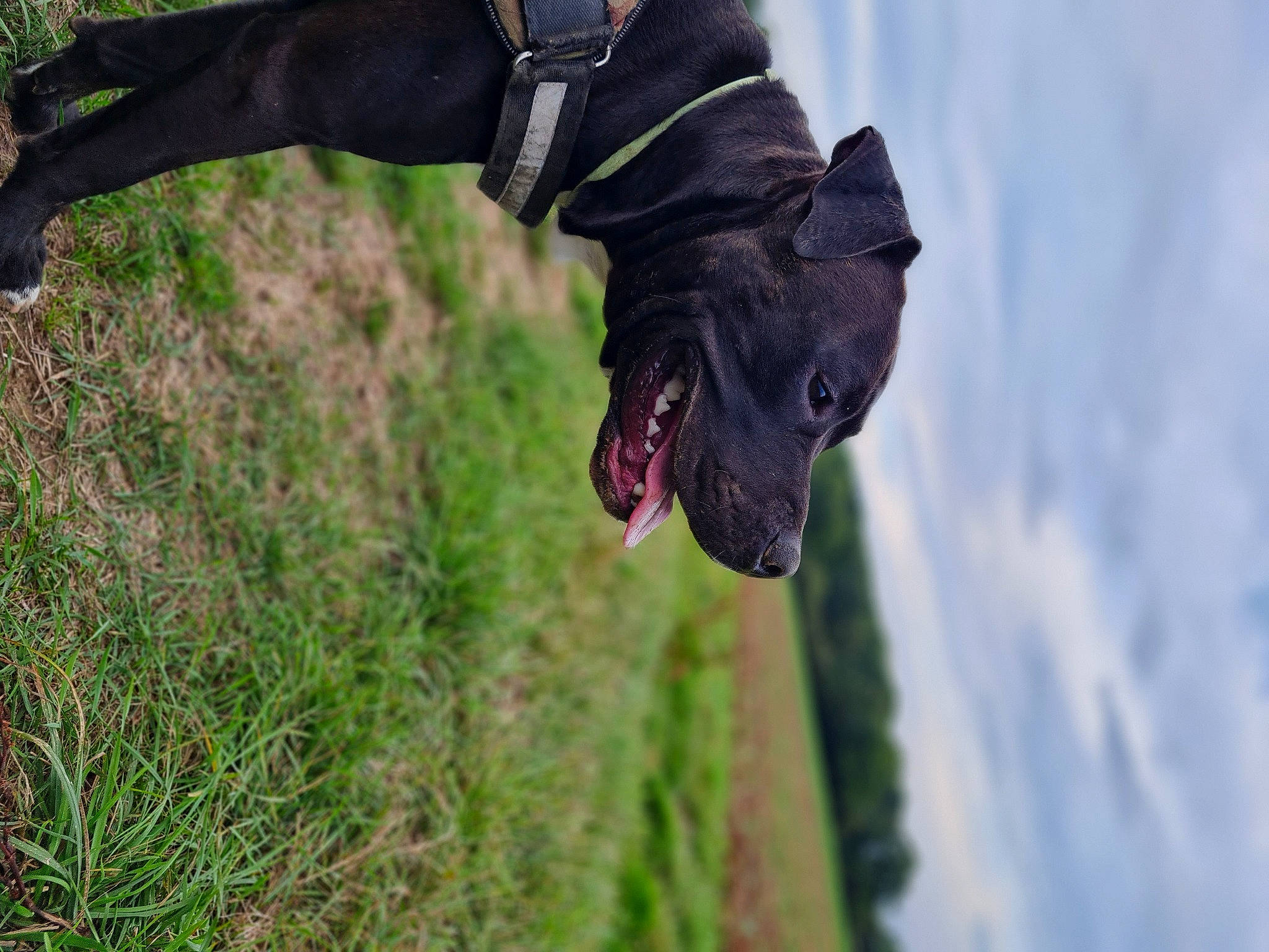 Venom a rejoint le concours — aidez-le/la à gagner de superbes lots ! carnivore, cloud, collar, companion_dog, dog, dog_breed, dog_clothes, dog_collar, dog_supply, fawn, grass, leash, liver, personal_protective_equipment, pet_supply, plant, sky, snout, sporting_group, working_animal