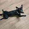 dog, black_dog, pet, animal, lying_down, sploot, wooden_floor, indoors, pointed_ears, collar, reflective_collar, black_fur, long_body, paws, tail, portrait, looking_at_camera, relaxed, home, floor