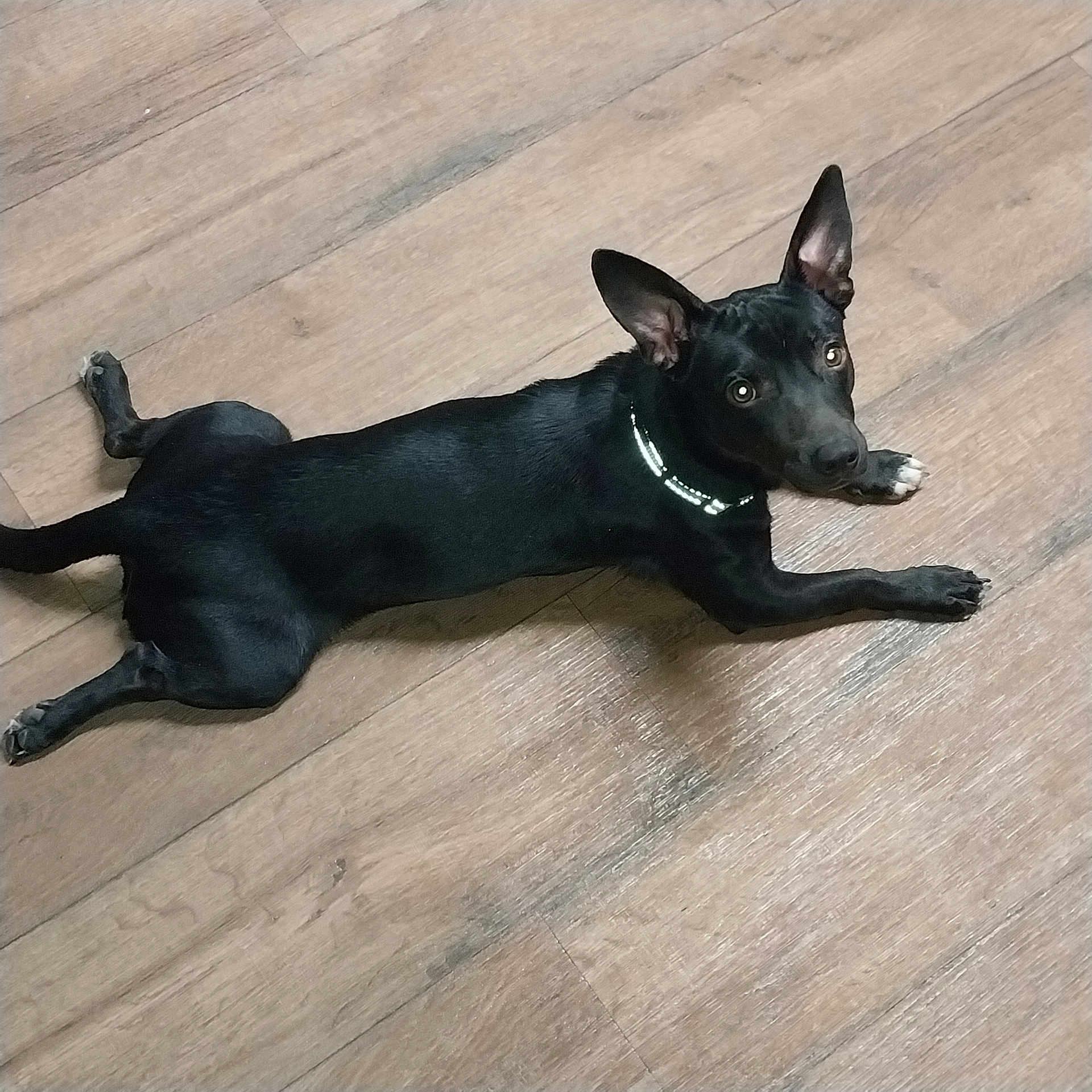 Buster