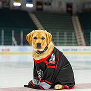 Stormy joined the competition — help win amazing prizes! dog, puppy, golden_retriever, ice_rink, hockey_jersey, black_jersey, red_trim, sportswear, pet, animal, indoor, ice, cute, sitting, collar, mammal, adorable, young, team_sports, stadium