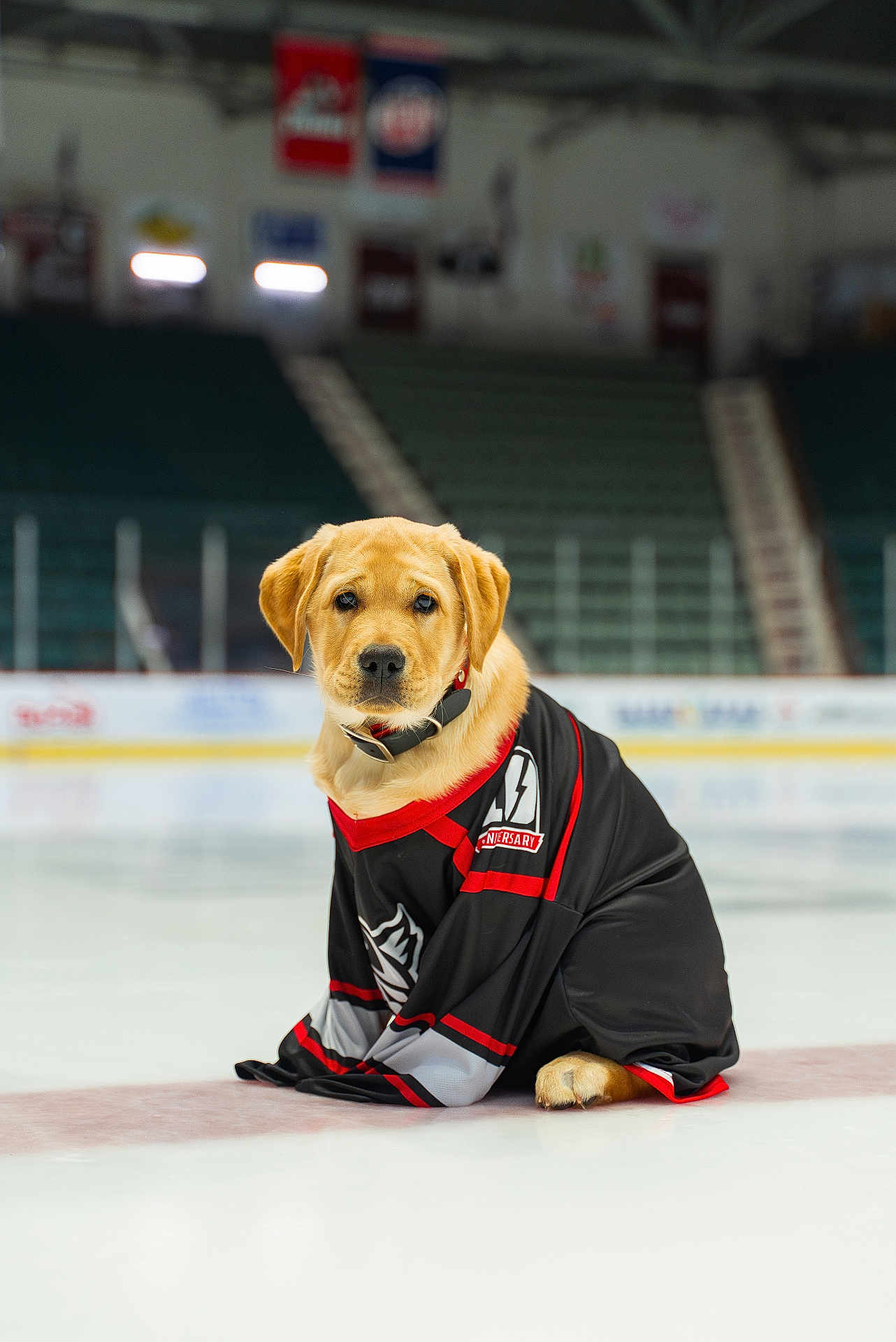 Stormy joined the competition — help win amazing prizes! dog, puppy, golden_retriever, ice_rink, hockey_jersey, black_jersey, red_trim, sportswear, pet, animal, indoor, ice, cute, sitting, collar, mammal, adorable, young, team_sports, stadium