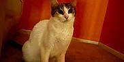 Precious is registered to the contest to win money with this photo: cat, animal, pet, indoor, carpet, orange_wall, fur, whiskers, ears, sitting, looking, curious, mammal, domestic, feline, floor, home, cute, alone, quiet