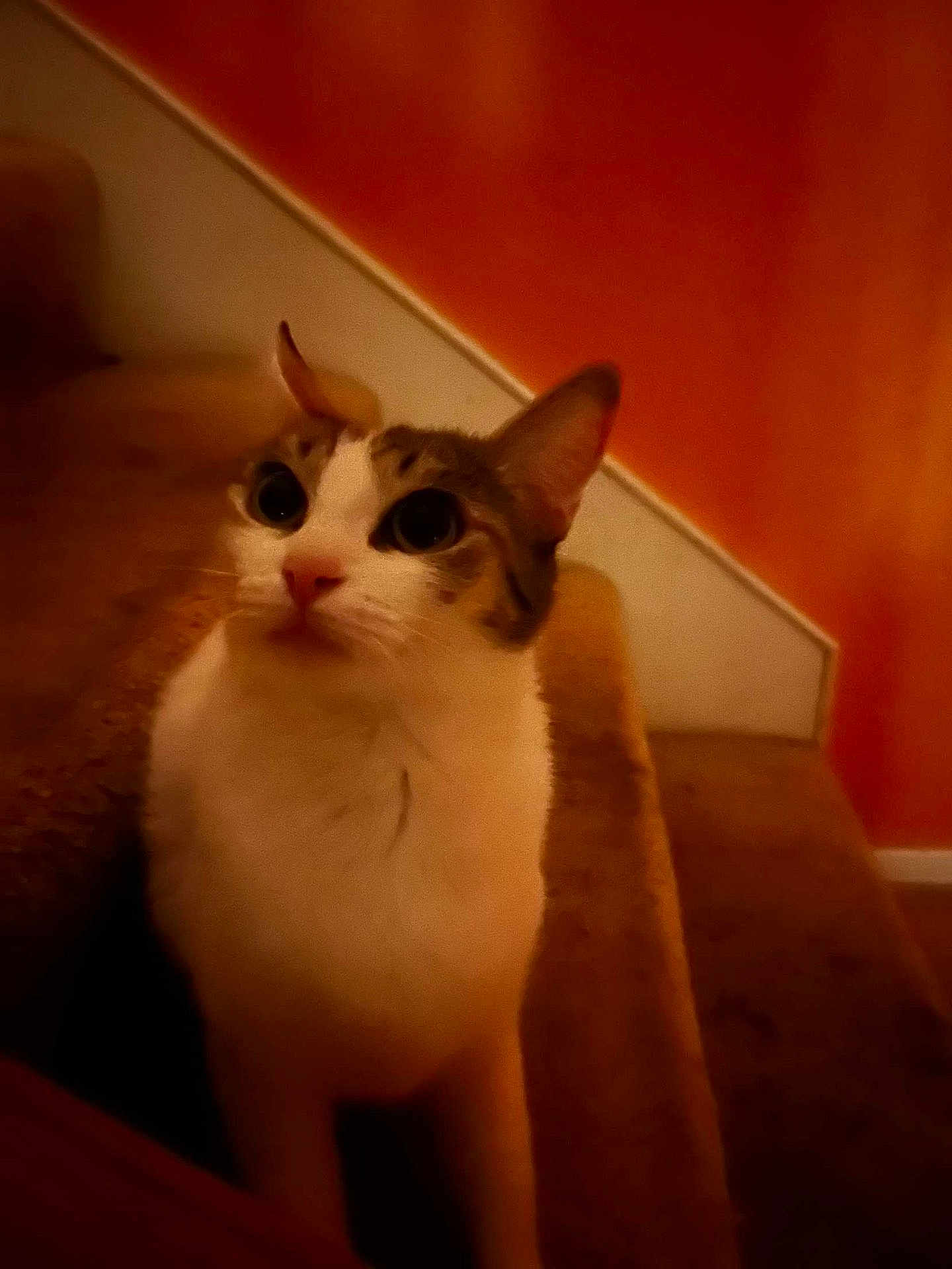 Precious is registered to the contest to win money with this photo: cat, pet, stairs, carpet, indoor, animal, feline, curious, ears, whiskers, face, fur, domestic, mammal, looking_up, closeup, brown, white, cozy, warm_lighting