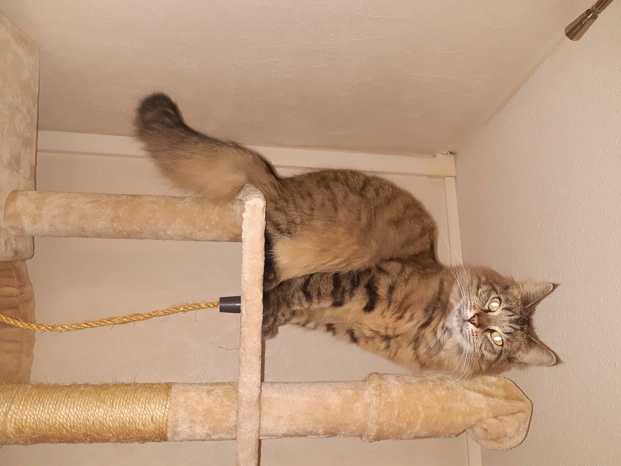 Crumble participe au concours pour gagner de l'argent avec cette photo : beige, carnivore, cat, domestic_short_haired_cat, fawn, felidae, fur, small_to_medium_sized_cats, tail, tan, terrestrial_animal, vertebrate, whiskers