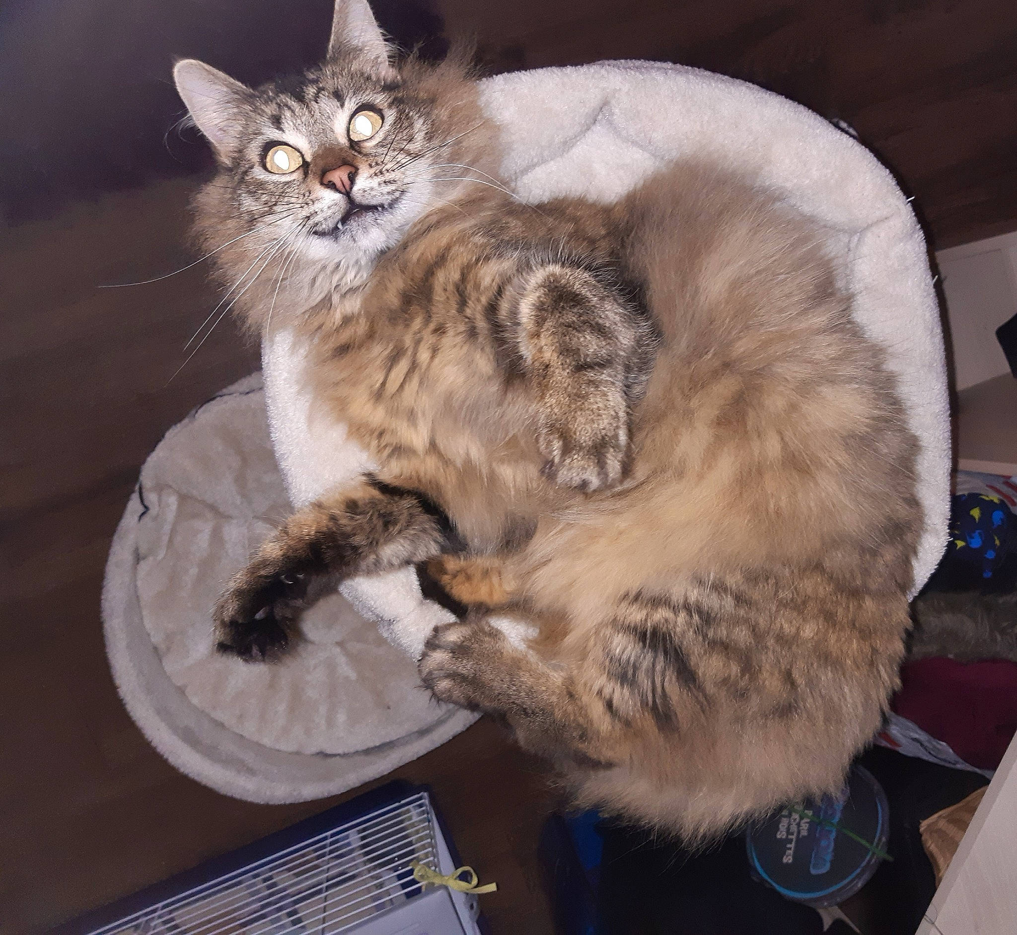 Crumble a rejoint le concours — aidez-le/la à gagner de superbes lots ! air_conditioning, carnivore, cat, claw, felidae, fur, home_accessories, paw, pet_supply, small_to_medium_sized_cats, snout, vertebrate, whiskers