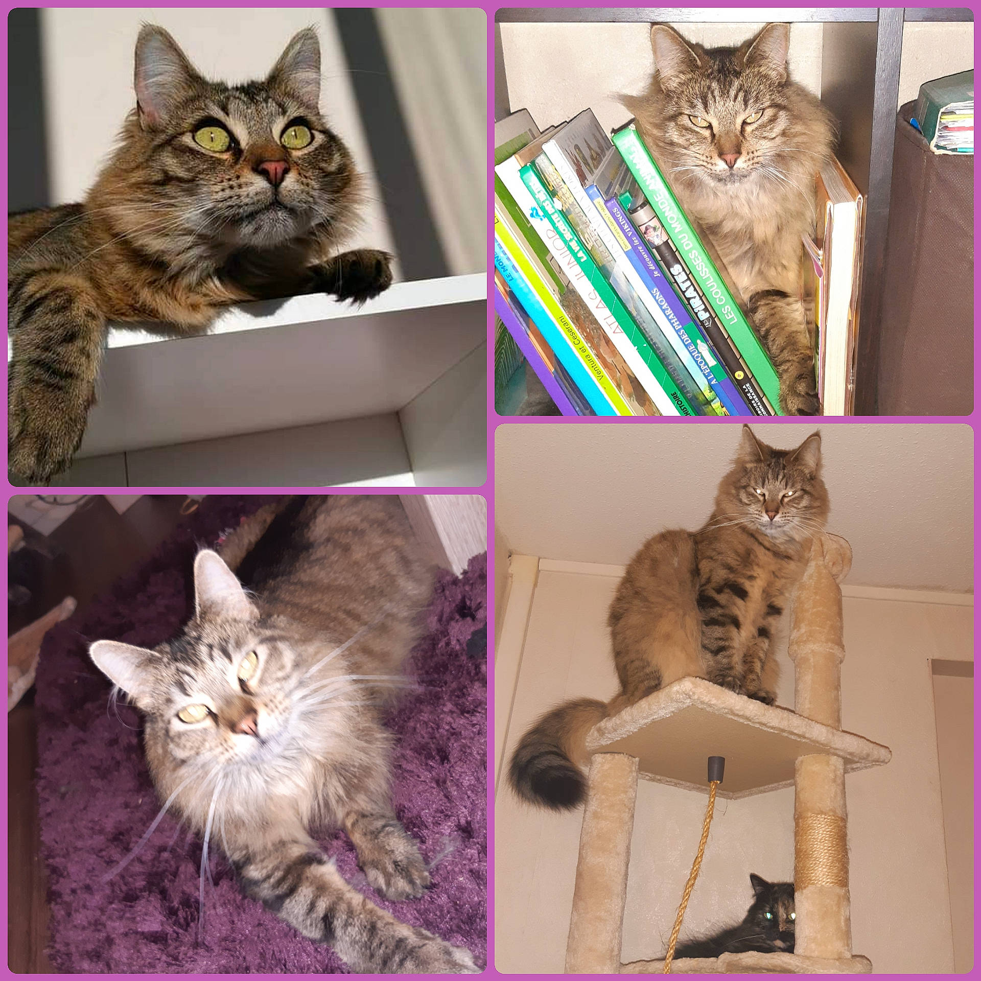 Crumble a rejoint le concours — aidez-le/la à gagner de superbes lots ! art, carnivore, cat, cat_supply, collage, domestic_short_haired_cat, felidae, fur, magenta, mammal, organism, paw, pet_supply, photo_caption, photograph, small_to_medium_sized_cats, snapshot, tail, vertebrate, whiskers