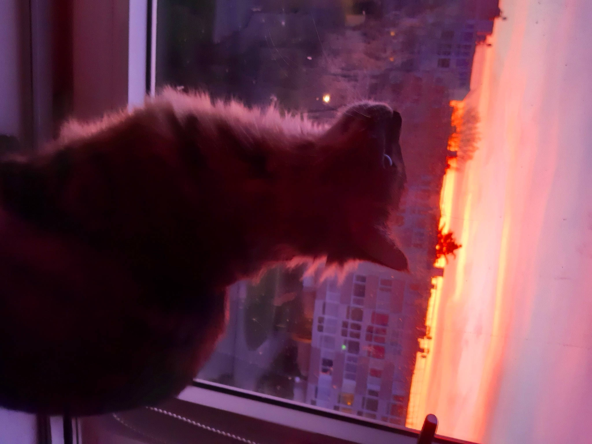 Crumble participe au concours pour gagner de l'argent avec cette photo : building, carnivore, darkness, event, felidae, fur, gas, heat, light, magenta, mammal, sky, small_to_medium_sized_cats, snout, tail, tints_and_shades, tree, water, whiskers, window