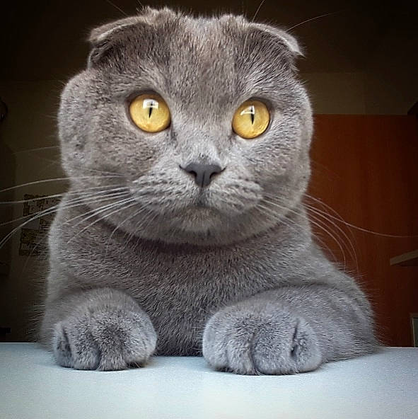 Lylou participe au concours pour gagner de l'argent avec cette photo : carnivore, cat, domestic_short_haired_cat, felidae, fur, grey, iris, photo_caption, russian_blue, scottish_fold, small_to_medium_sized_cats, snout, terrestrial_animal, whiskers
