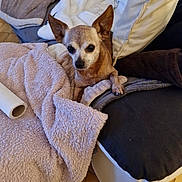 Garry participe au concours pour gagner de l'argent avec cette photo : dog, blanket, cushion, pet, indoor, small_dog, fur, ears, floor, relaxing, cozy, comfort, resting, brown, snout, paw, canine, looking, home, soft