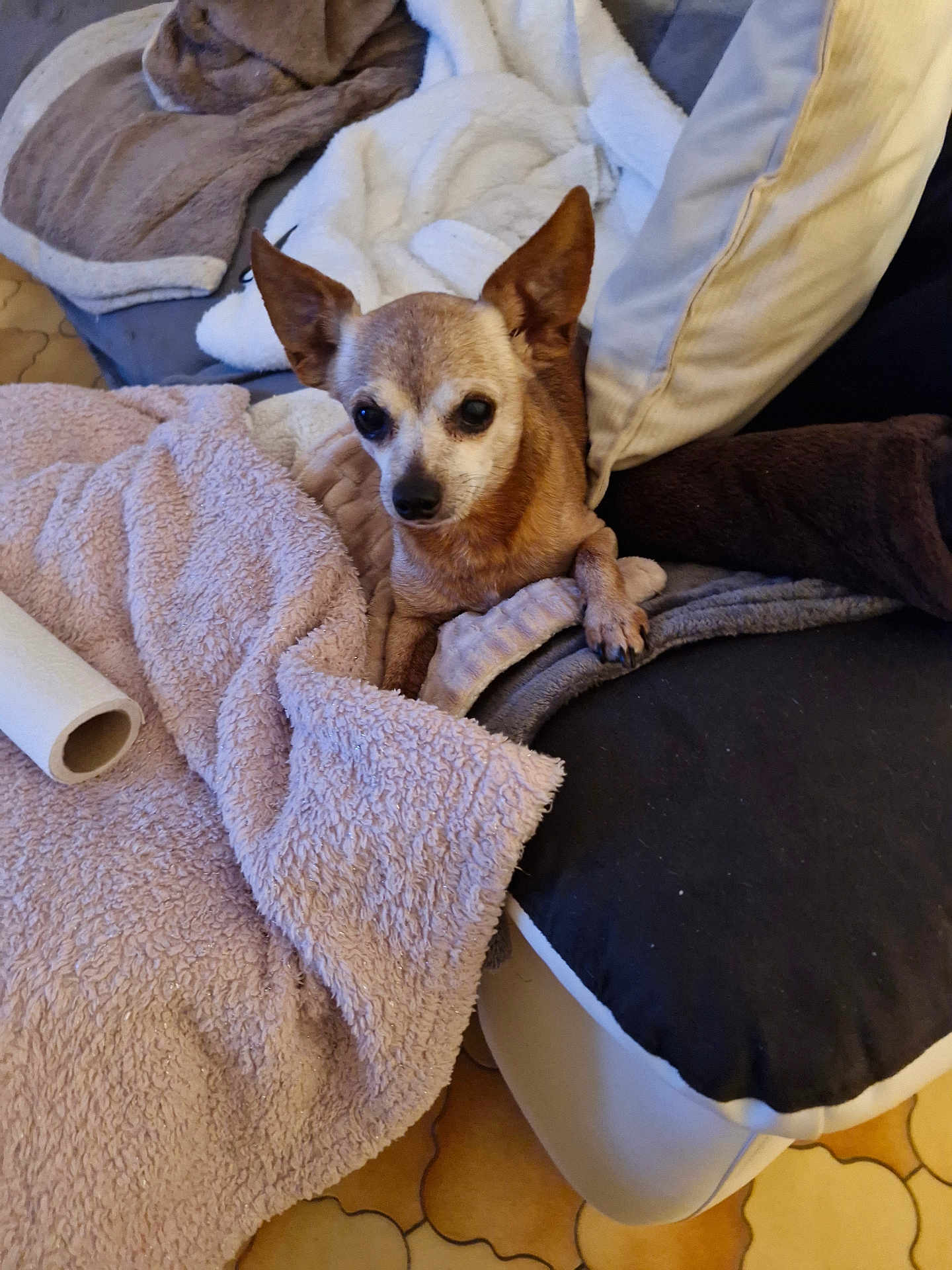 Garry participe au concours pour gagner de l'argent avec cette photo : dog, blanket, cushion, pet, indoor, small_dog, fur, ears, floor, relaxing, cozy, comfort, resting, brown, snout, paw, canine, looking, home, soft