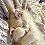 kitten, cat, sleeping, fluffy, white_fur, paw, cozy, blanket, soft, cute, pet, animal, relaxing, indoor, closeup, feline, napping, fur, resting, adorable