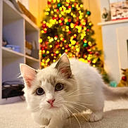 Milo is registered to the contest to win money with this photo: background, carpet, cat, christmas_tree, close_up, cozy, curious, cute, decorations, festive, gray_markings, holiday_lights, home, indoor, kitten, pet, red_bow, shelf, whiskers, white_fur
