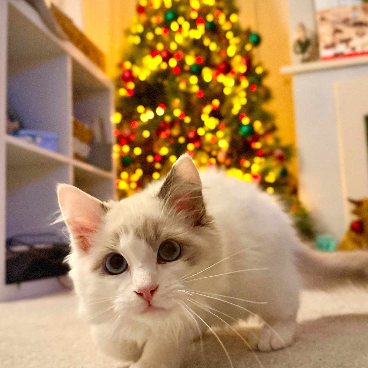 Milo is registered to the contest to win money with this photo: background, carpet, cat, christmas_tree, close_up, cozy, curious, cute, decorations, festive, gray_markings, holiday_lights, home, indoor, kitten, pet, red_bow, shelf, whiskers, white_fur