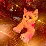 Milo is registered to the contest to win money with this photo: kitten, cat, christmas_tree, holiday_lights, festive, greenery, ornaments, cute, pet, animal, whiskers, furry, playful, cozy, warm_lighting, indoors, holiday, decorations, tree_branches, closeup