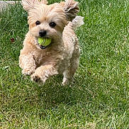 Paisley joined the competition — help win amazing prizes! active, animal, cute, daylight, dog, ears, energetic, fur, grass, green, happy, lawn, mouth, nature, outdoor, pet, playful, running, small_dog, tennis_ball