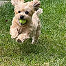 active, animal, cute, daylight, dog, ears, energetic, fur, grass, green, happy, lawn, mouth, nature, outdoor, pet, playful, running, small_dog, tennis_ball
