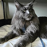 U-Bacchus participe au concours pour gagner de l'argent avec cette photo : cat, gray_cat, fluffy_fur, indoor, pet, animal, relaxed, feline, whiskers, ears, bed, blanket, wicker_furniture, close_up, portrait, resting, domestic_cat, soft_lighting, mammal, companion_animal
