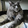 cat, gray_cat, fluffy_fur, indoor, pet, animal, relaxed, feline, whiskers, ears, bed, blanket, wicker_furniture, close_up, portrait, resting, domestic_cat, soft_lighting, mammal, companion_animal
