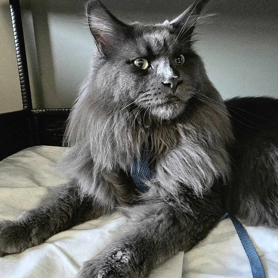 U-Bacchus participe au concours pour gagner de l'argent avec cette photo : animal, bed, blanket, cat, close_up, companion_animal, domestic_cat, ears, feline, fluffy_fur, gray_cat, indoor, mammal, pet, portrait, relaxed, resting, soft_lighting, whiskers, wicker_furniture