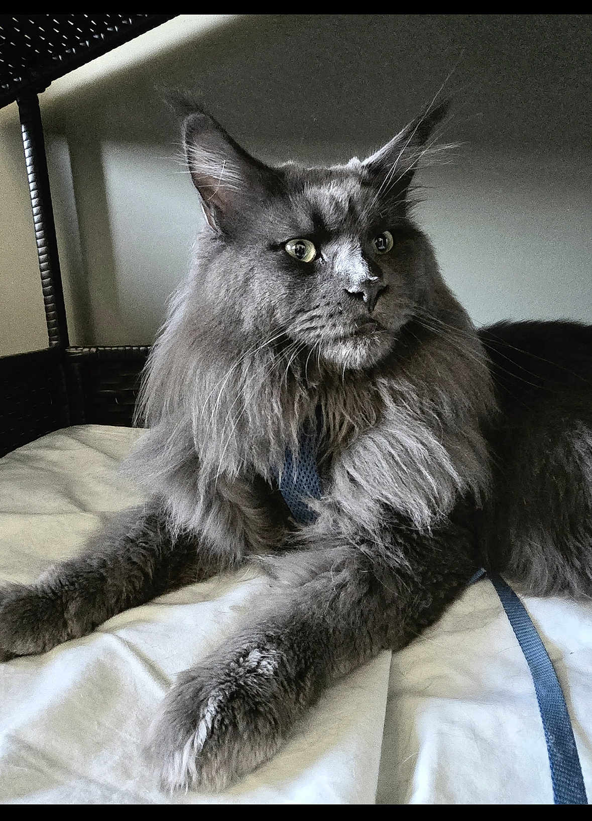 U-Bacchus participe au concours pour gagner de l'argent avec cette photo : cat, gray_cat, fluffy_fur, indoor, pet, animal, relaxed, feline, whiskers, ears, bed, blanket, wicker_furniture, close_up, portrait, resting, domestic_cat, soft_lighting, mammal, companion_animal