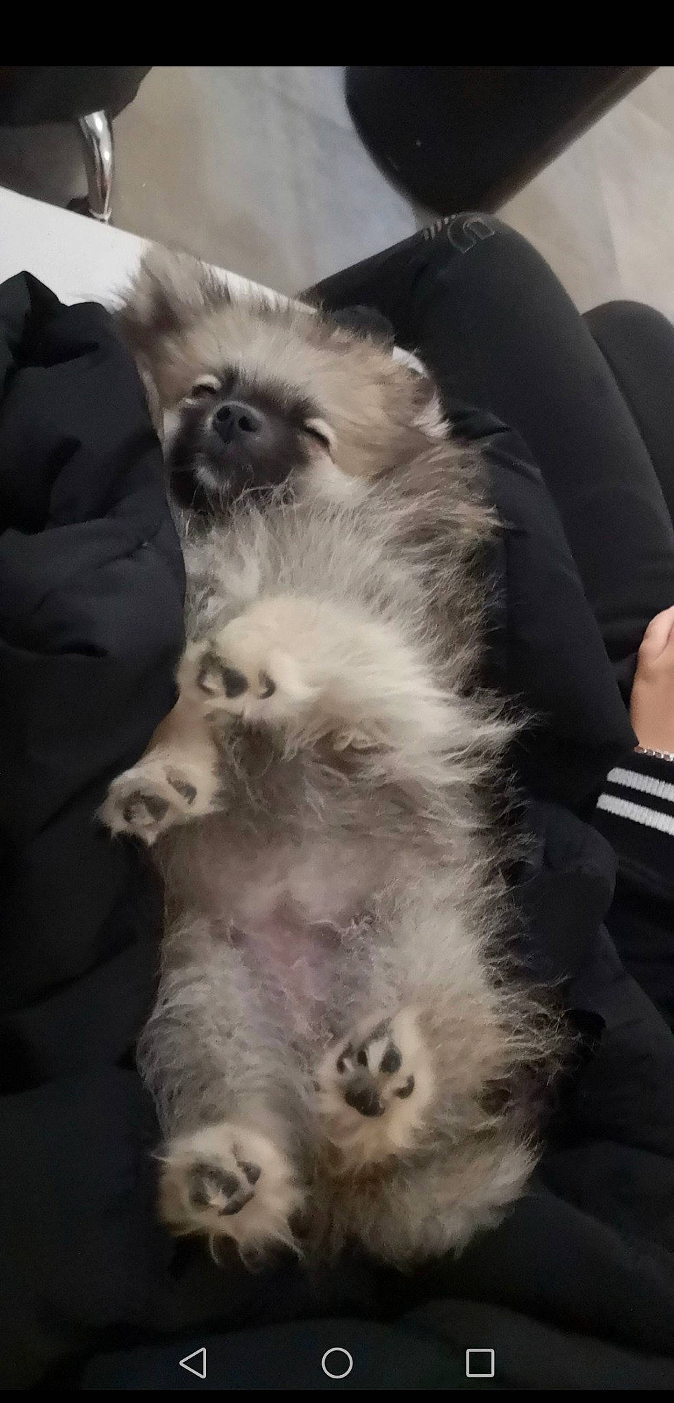 Lolie participe au concours pour gagner de l'argent avec cette photo : birman, canidae, carnivore, companion_dog, dog_breed, fawn, felidae, fur, paw, pekingese, primate, siamese, small_to_medium_sized_cats, snout, sporting_group, tail, terrestrial_animal, toy_dog, whiskers, white