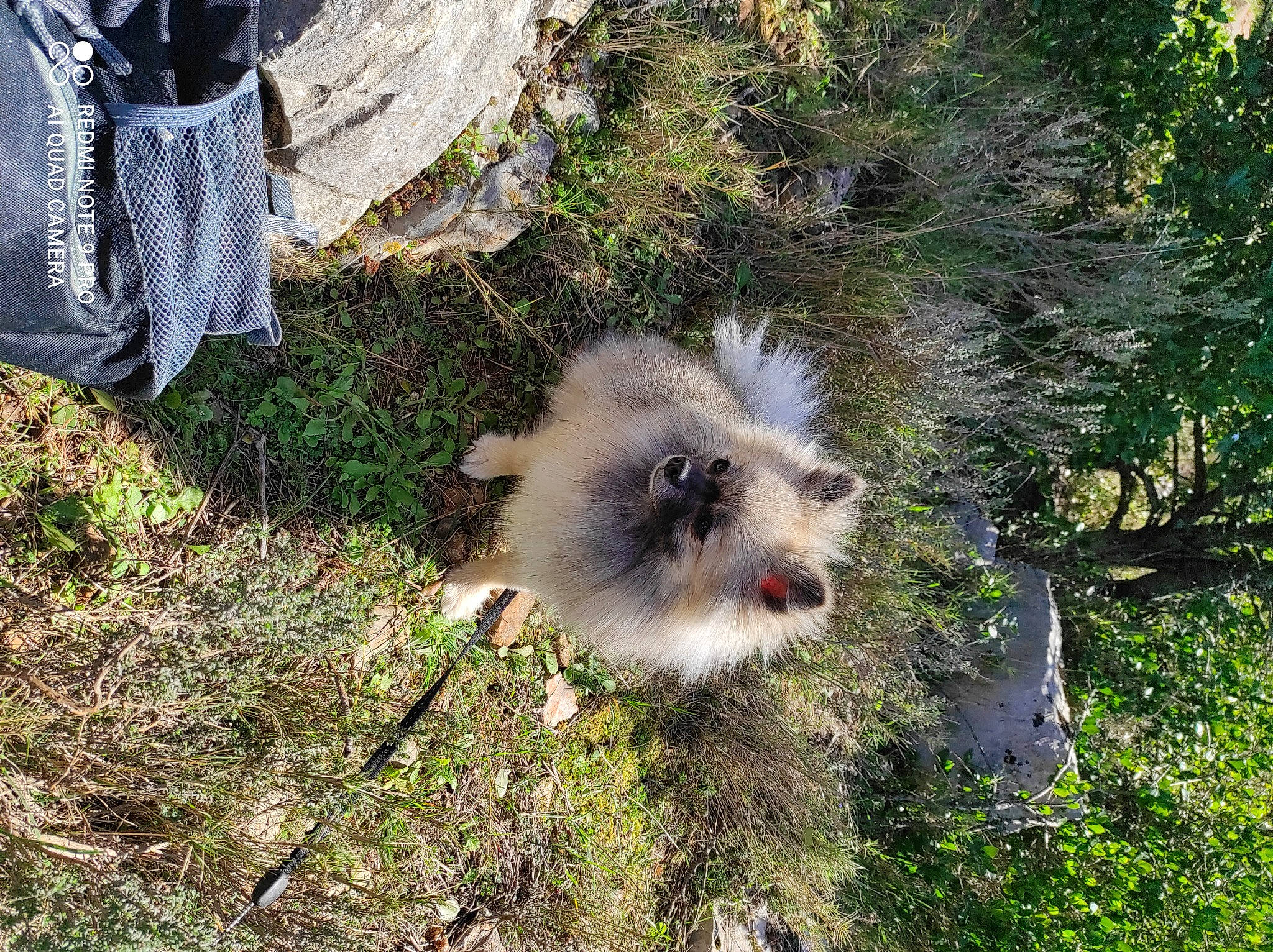 Lolie a rejoint le concours — aidez-le/la à gagner de superbes lots ! canidae, carnivore, companion_dog, dog, dog_breed, fawn, foot, fur, grass, human_leg, plant, sandal, snout, soil, sporting_group, terrestrial_animal, toy_dog, tree, wildlife, working_animal