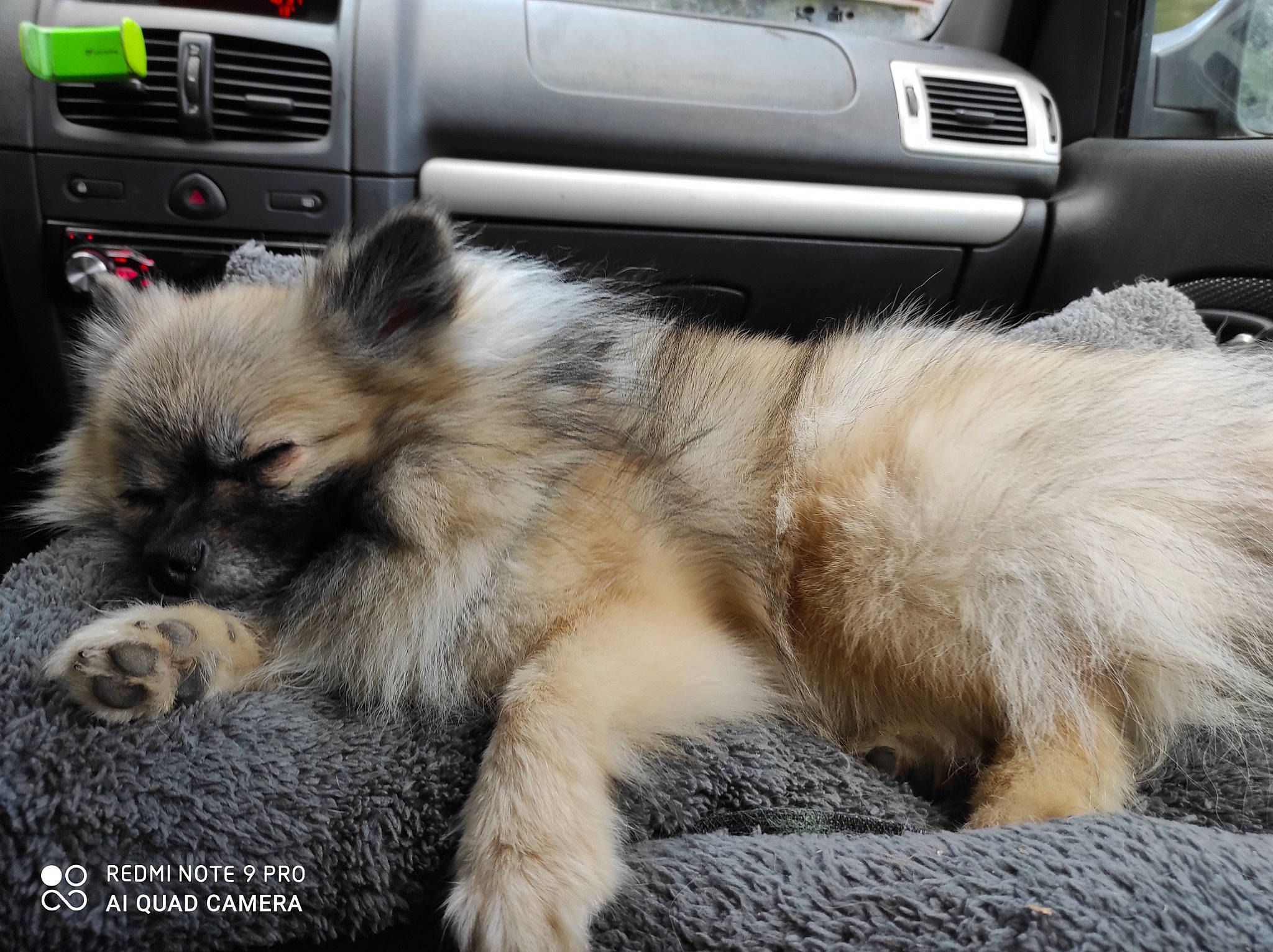 Lolie participe au concours pour gagner de l'argent avec cette photo : ancient_dog_breeds, automotive_exterior, canidae, carnivore, companion_dog, dog, dog_breed, family_car, fawn, fur, luxury_vehicle, motor_vehicle, personal_luxury_car, puppy, snout, sporting_group, terrestrial_animal, wildlife, working_animal, working_dog