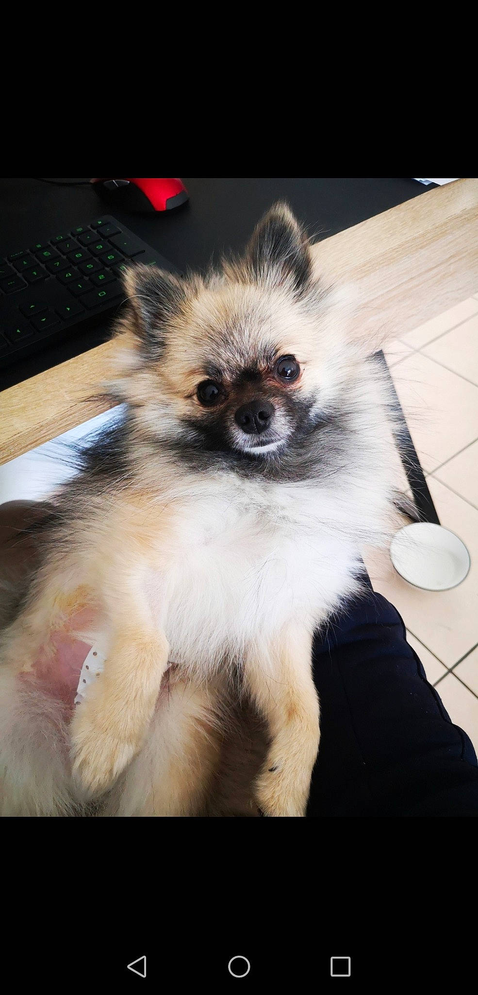 Lolie participe au concours pour gagner de l'argent avec cette photo : canidae, carnivore, companion_dog, computer_keyboard, dog_breed, fawn, fur, input_device, non_sporting_group, peripheral, primate, snout, tail, terrestrial_animal, toy_dog, whiskers, wildlife