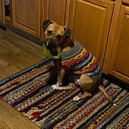 Gypsy joined the competition — help win amazing prizes! animal, brown_dog, colorful, companion, curious, dog, domestic, floor, indoor, kitchen, knitted, looking, patterned_rug, pet, playful, rug, seated, sweater, toy, wooden_cabinets