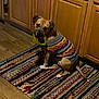 animal, brown_dog, colorful, companion, curious, dog, domestic, floor, indoor, kitchen, knitted, looking, patterned_rug, pet, playful, rug, seated, sweater, toy, wooden_cabinets