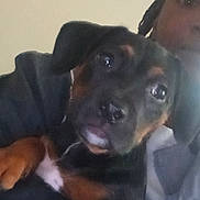 Rainbow is registered to the contest to win money with this photo: puppy, dog, person, indoor, portrait, face, animal, pet, black, brown, cute, young, closeup, canine, companion, friendship, love, cuddle, warmth, casual