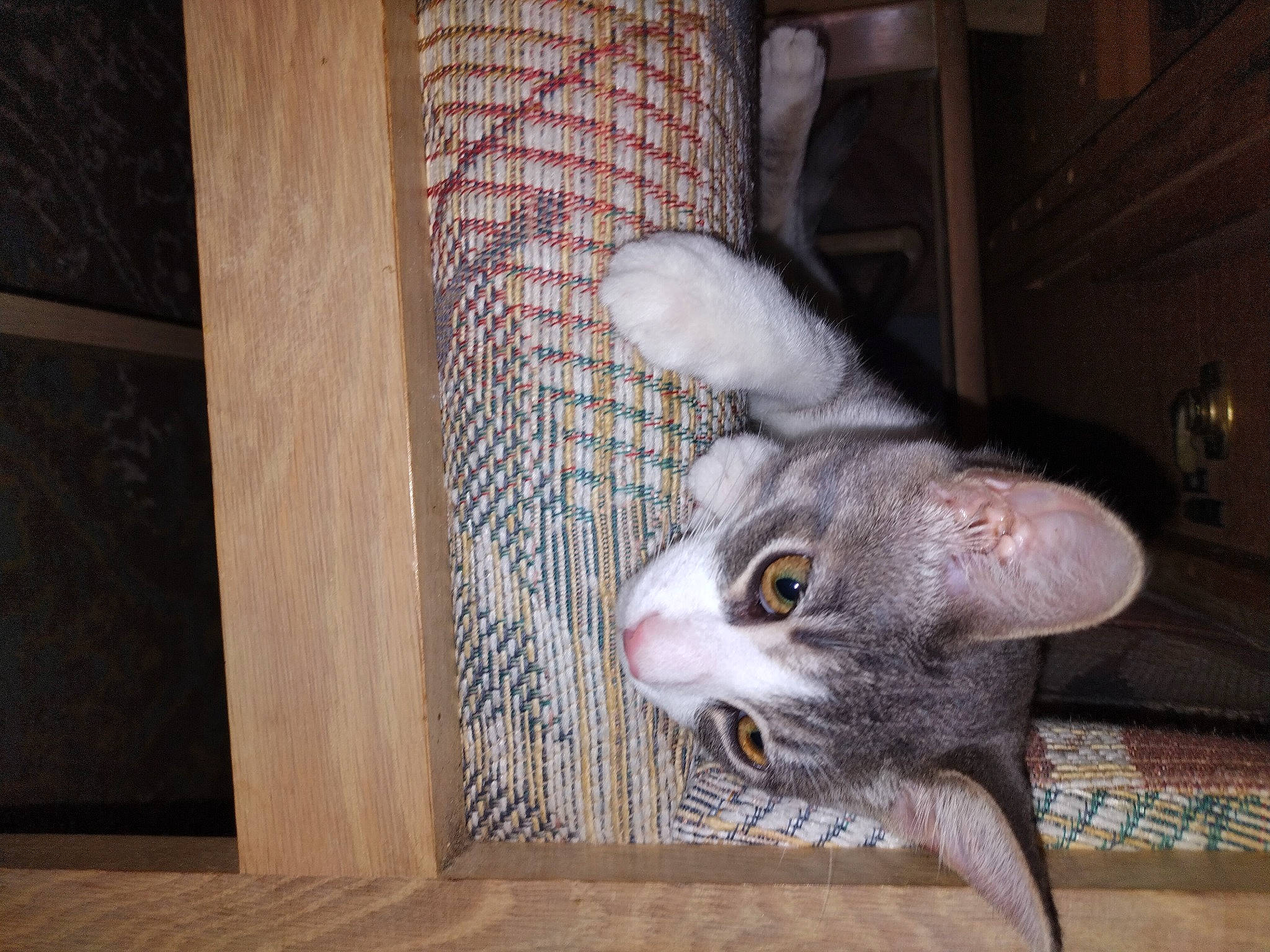 Alan joined the competition — help win amazing prizes! carnivore, cat, claw, comfort, domestic_short_haired_cat, fawn, felidae, flooring, fur, hardwood, paw, room, small_to_medium_sized_cats, tail, whiskers, wood