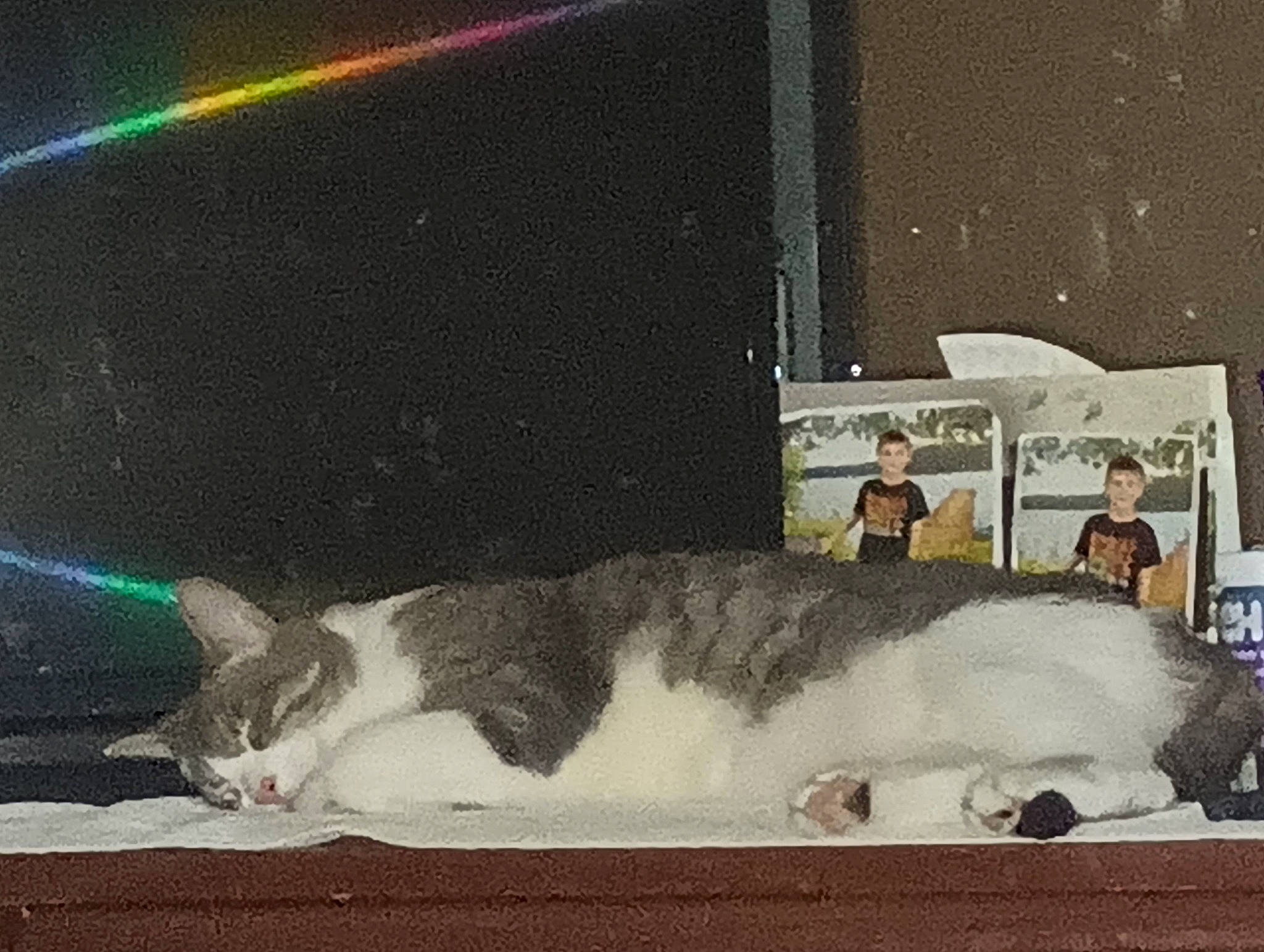 Alan joined the competition — help win amazing prizes! art, astronomical_object, aurora, cat, domestic_short_haired_cat, felidae, fur, illustration, linens, painting, paw, rainbow, room, small_to_medium_sized_cats, space, tail, visual_arts, whiskers, winter