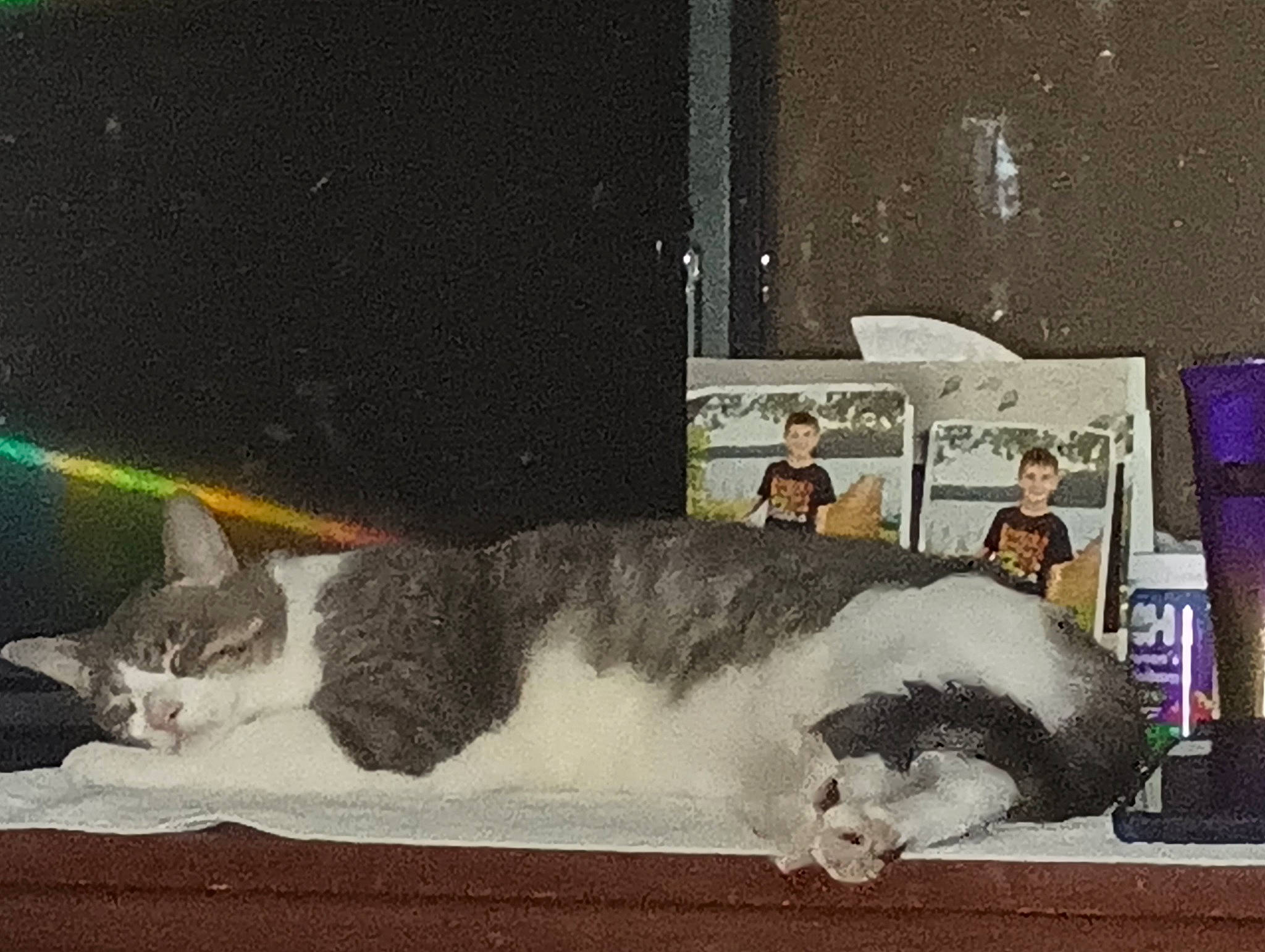 Alan is registered to the contest to win money with this photo: advertising, art, cat, domestic_short_haired_cat, drawing, felidae, fur, illustration, painting, publication, rectangle, room, small_to_medium_sized_cats, tail, visual_arts, whiskers